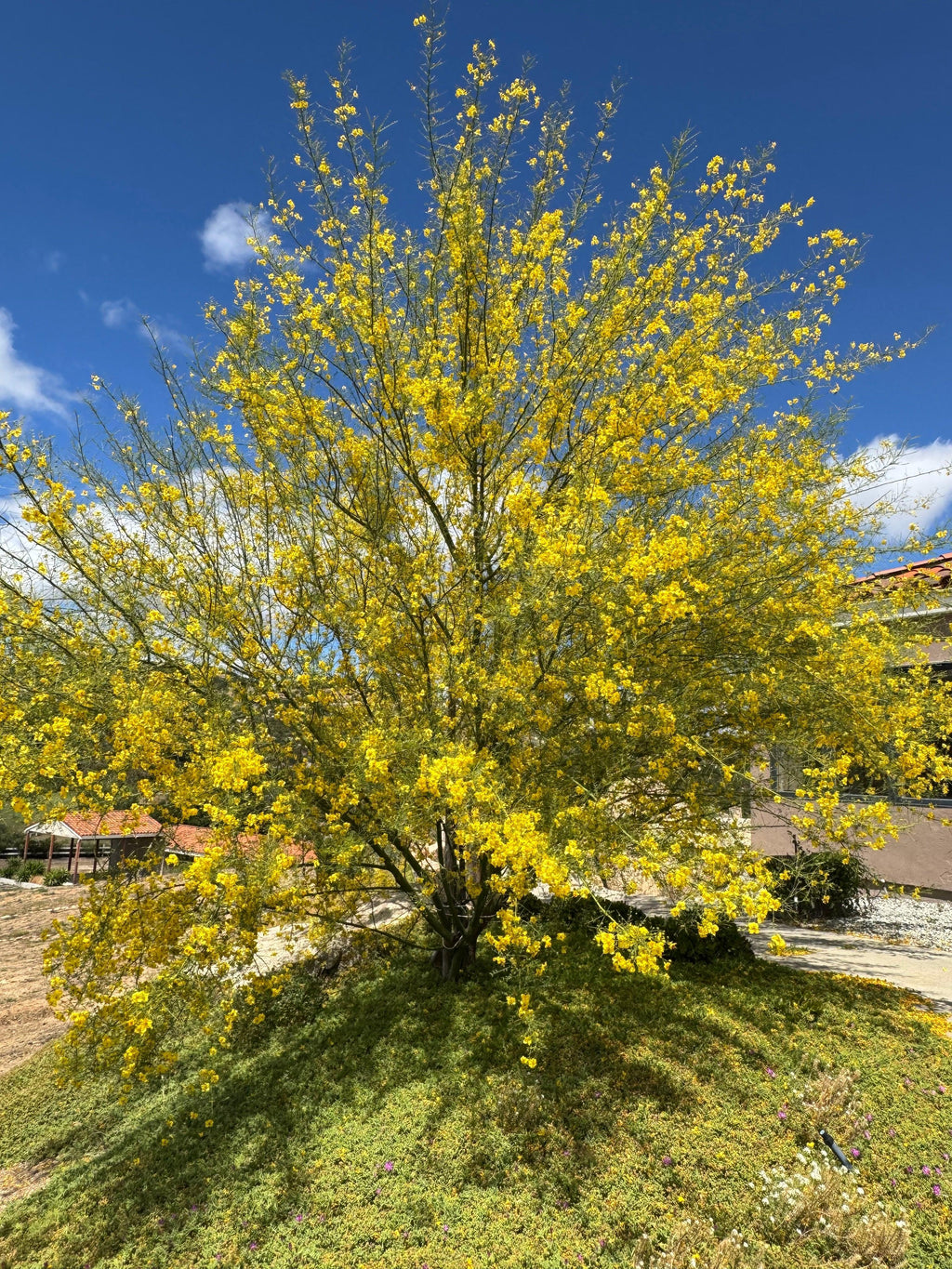 ‘Desert Museum’ Palo Verde: Thornless Beauty with Massive Golden Blooms