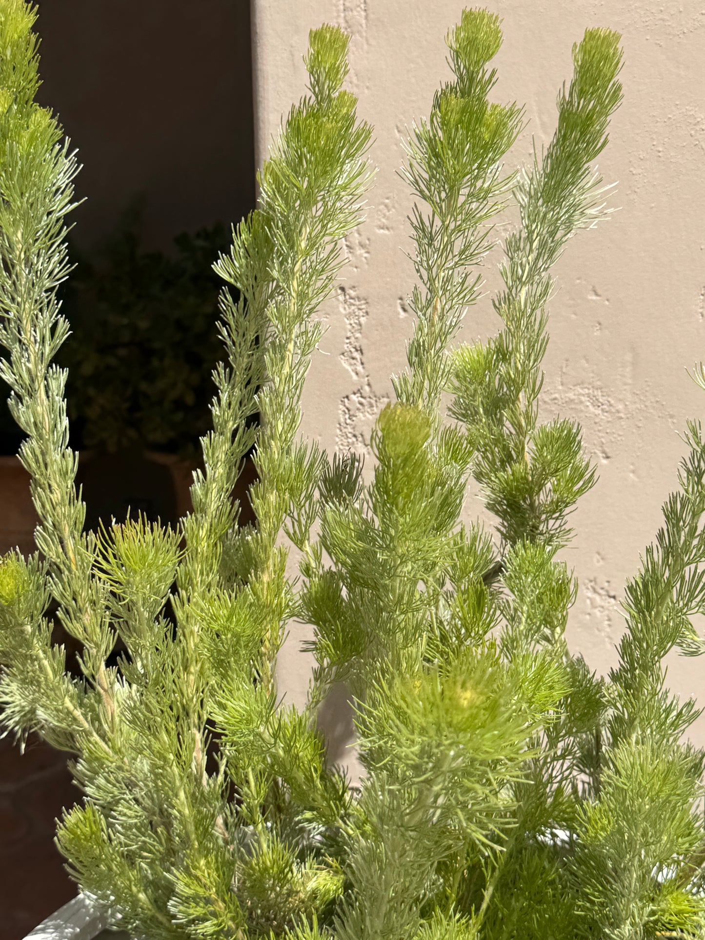 Adenanthos 'Woolly Bush': Ultra-Soft Silvery Foliage and Coastal Hardy Texture