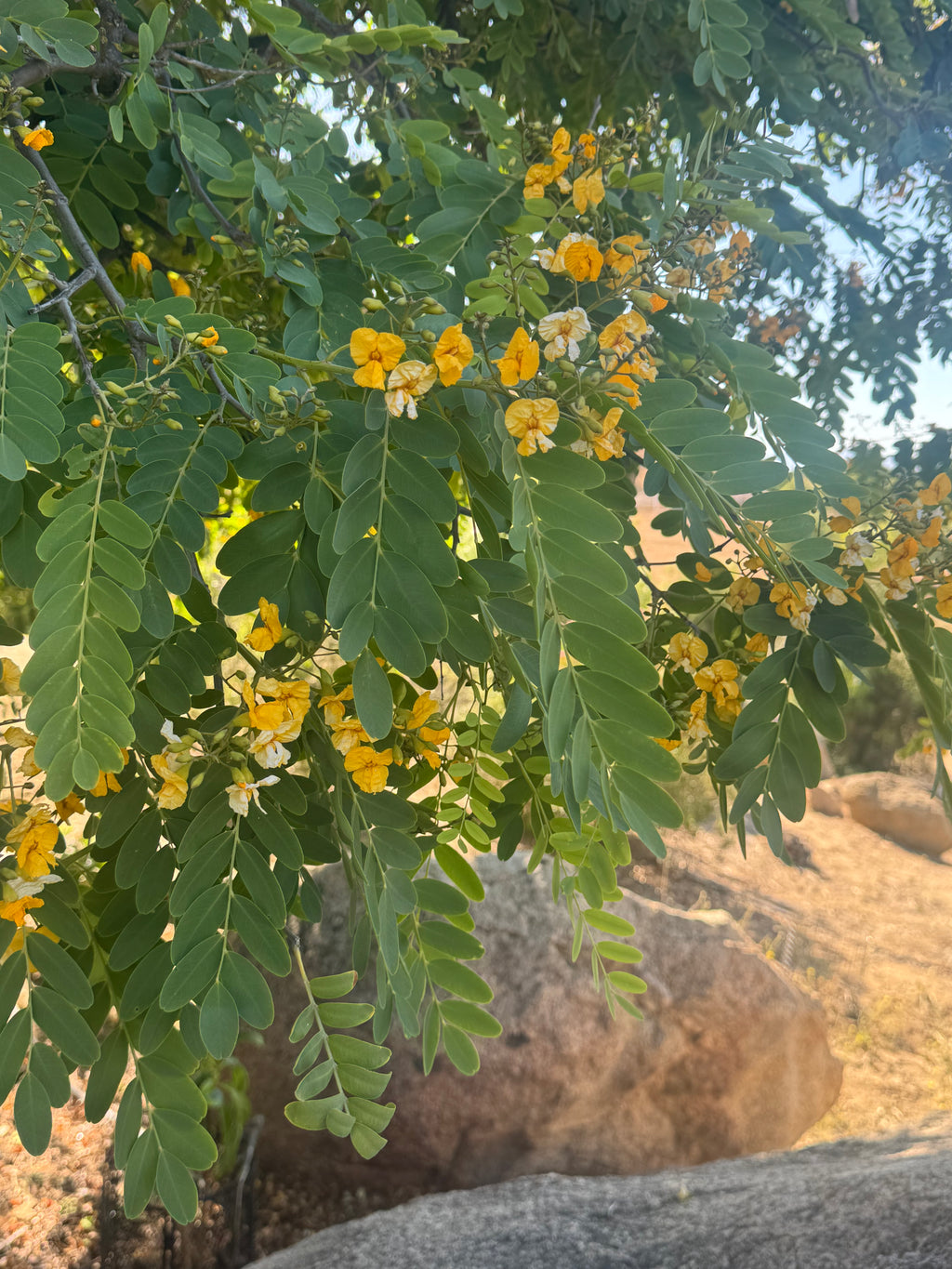 Argentine Mesquite: Fast-Growing Shade Tree with Graceful, Airy Foliage