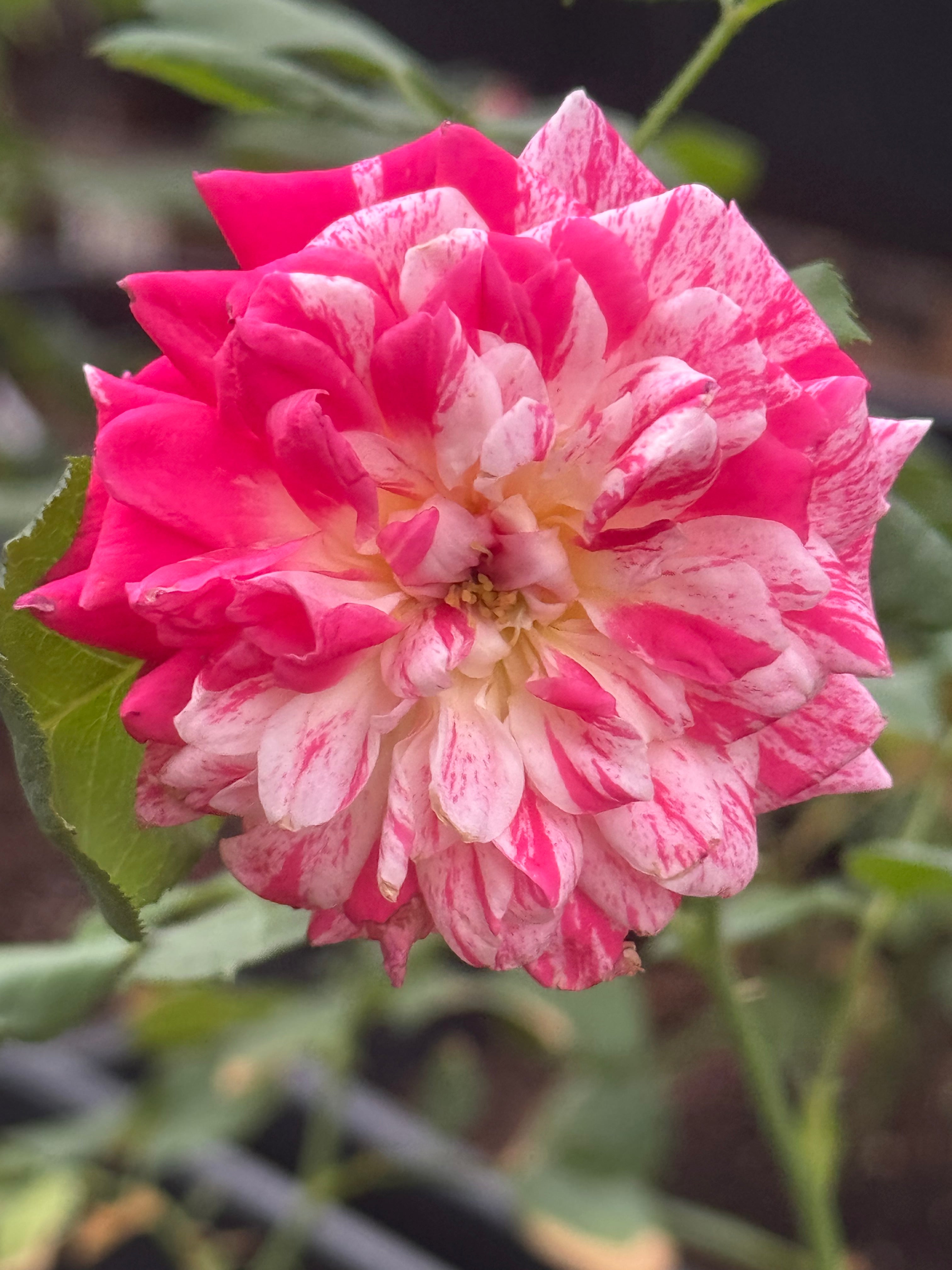 All American Magic™ Rose: Multi-Color Floribunda Blooms