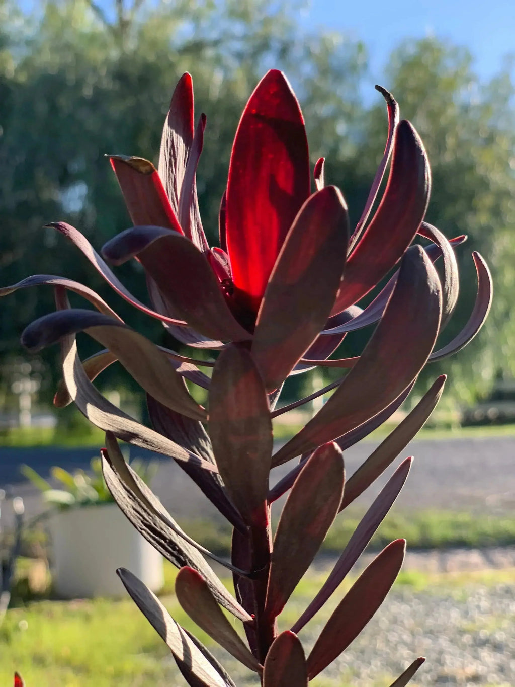 Leucadendron Ebony evergreen shrub with striking dark red foliage outdoors