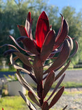 Leucadendron Ebony evergreen shrub with striking dark red foliage outdoors