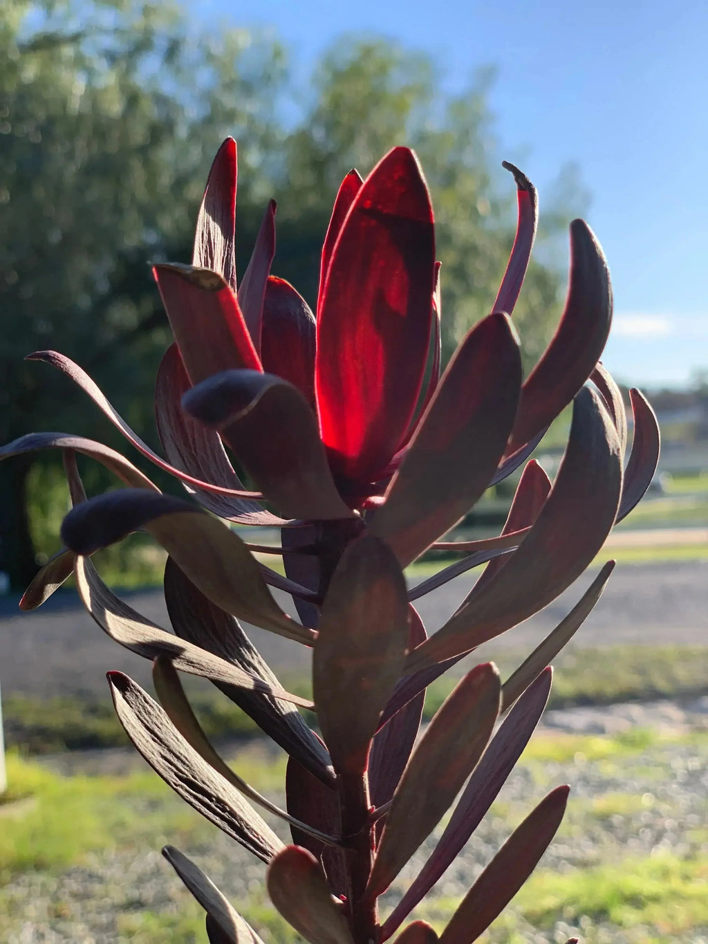 Leucadendron Ebony shrub with dark red leaves and rich evergreen foliage outdoors