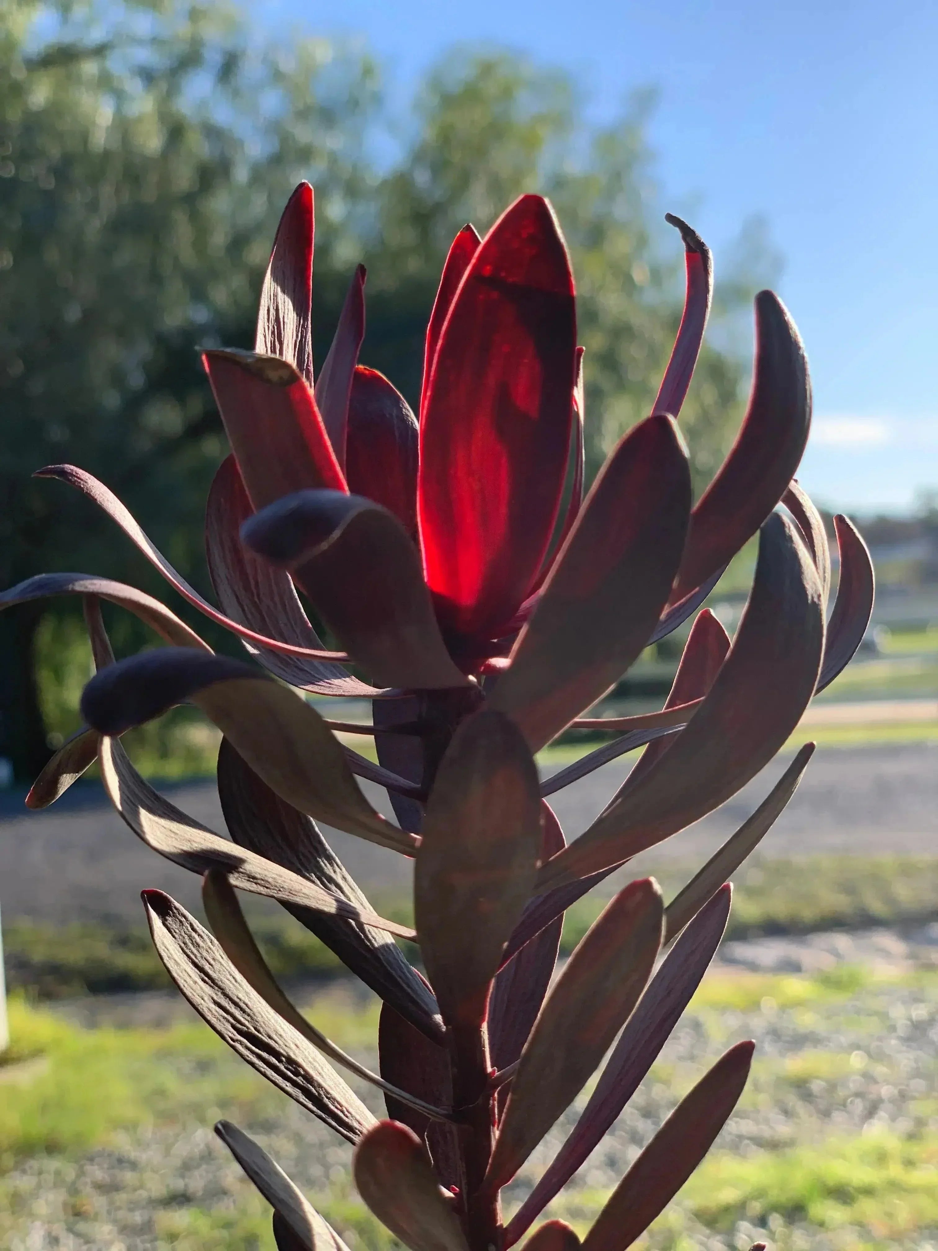 Leucadendron Ebony shrub with dark red leaves and rich evergreen foliage outdoors