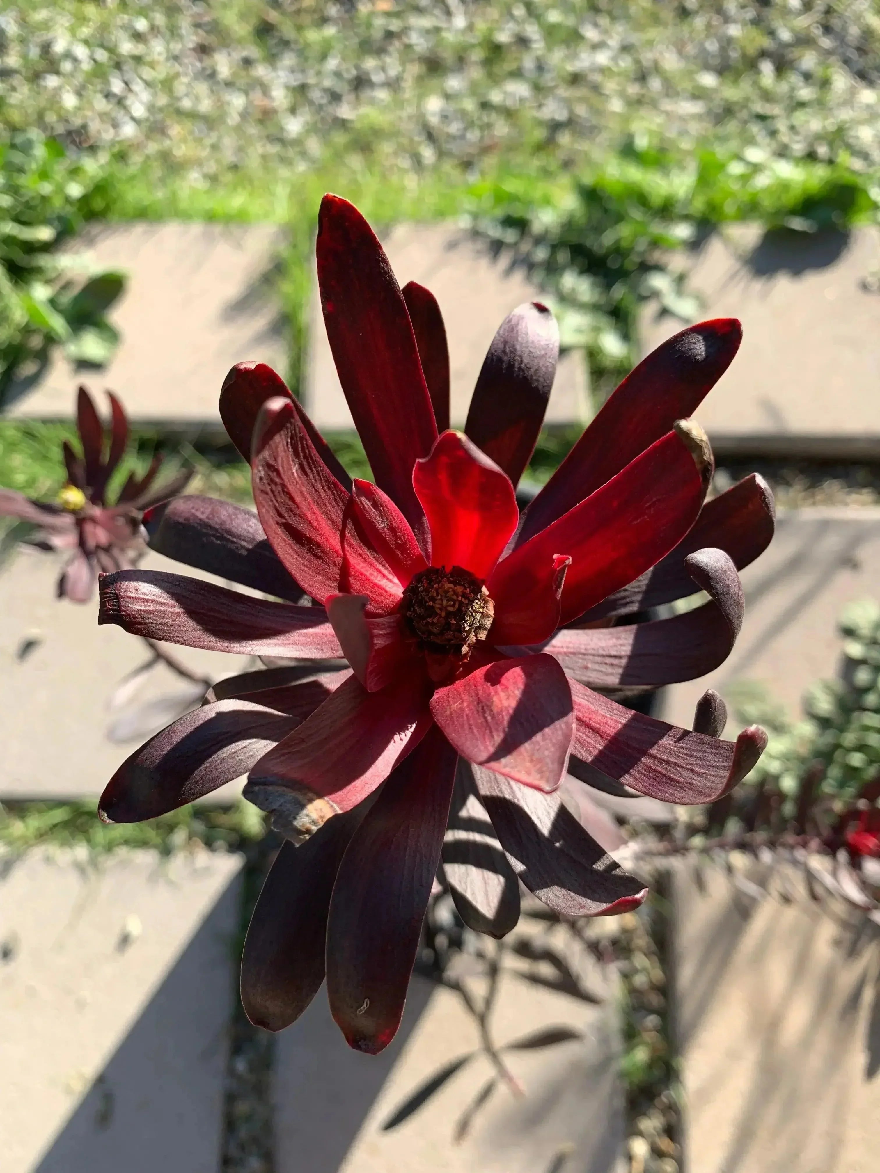 Leucadendron Ebony shrub with dark burgundy foliage and protea flower in sunlight outdoors
