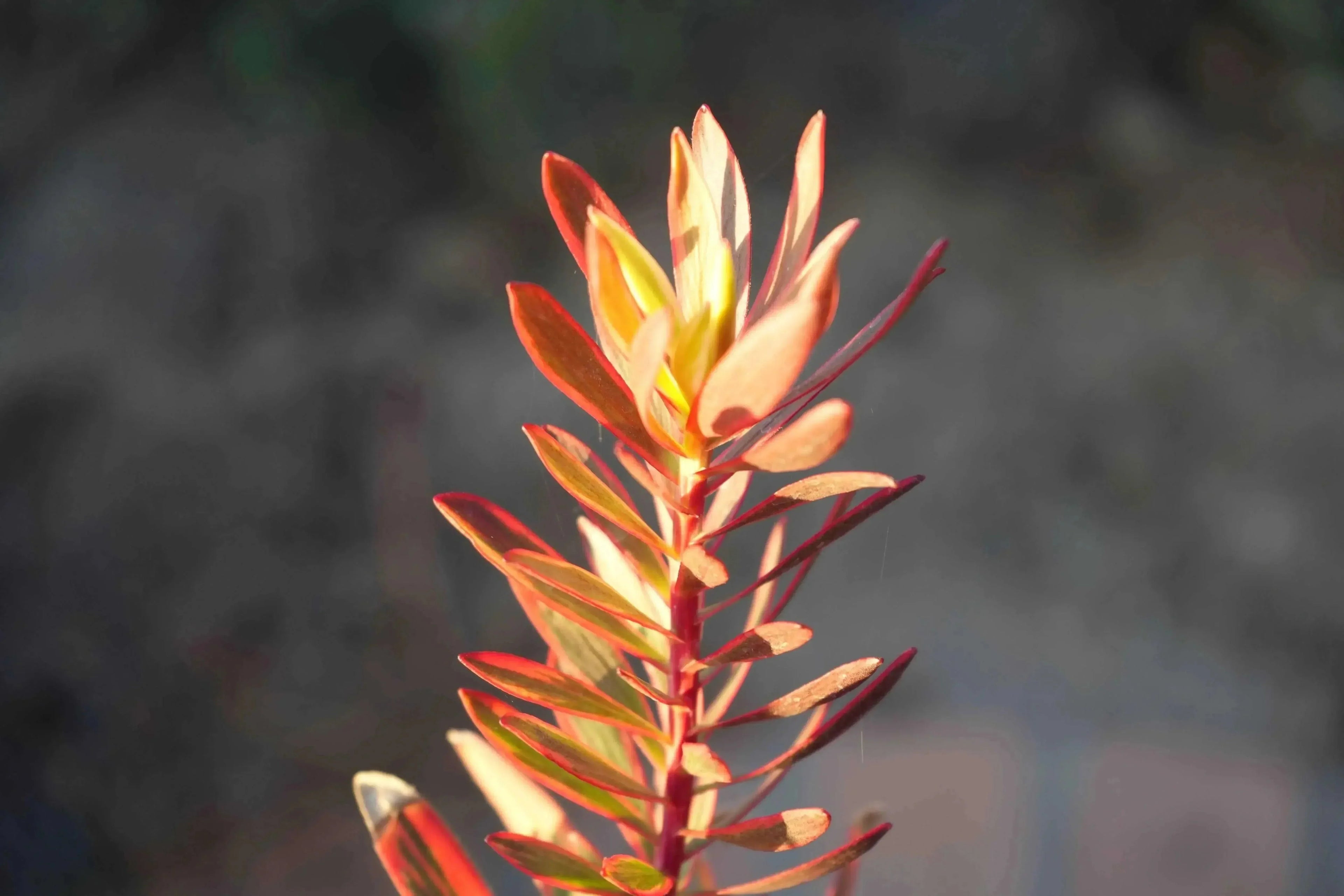 Leucadendron Jester plant with colorful red and yellow foliage outdoors
