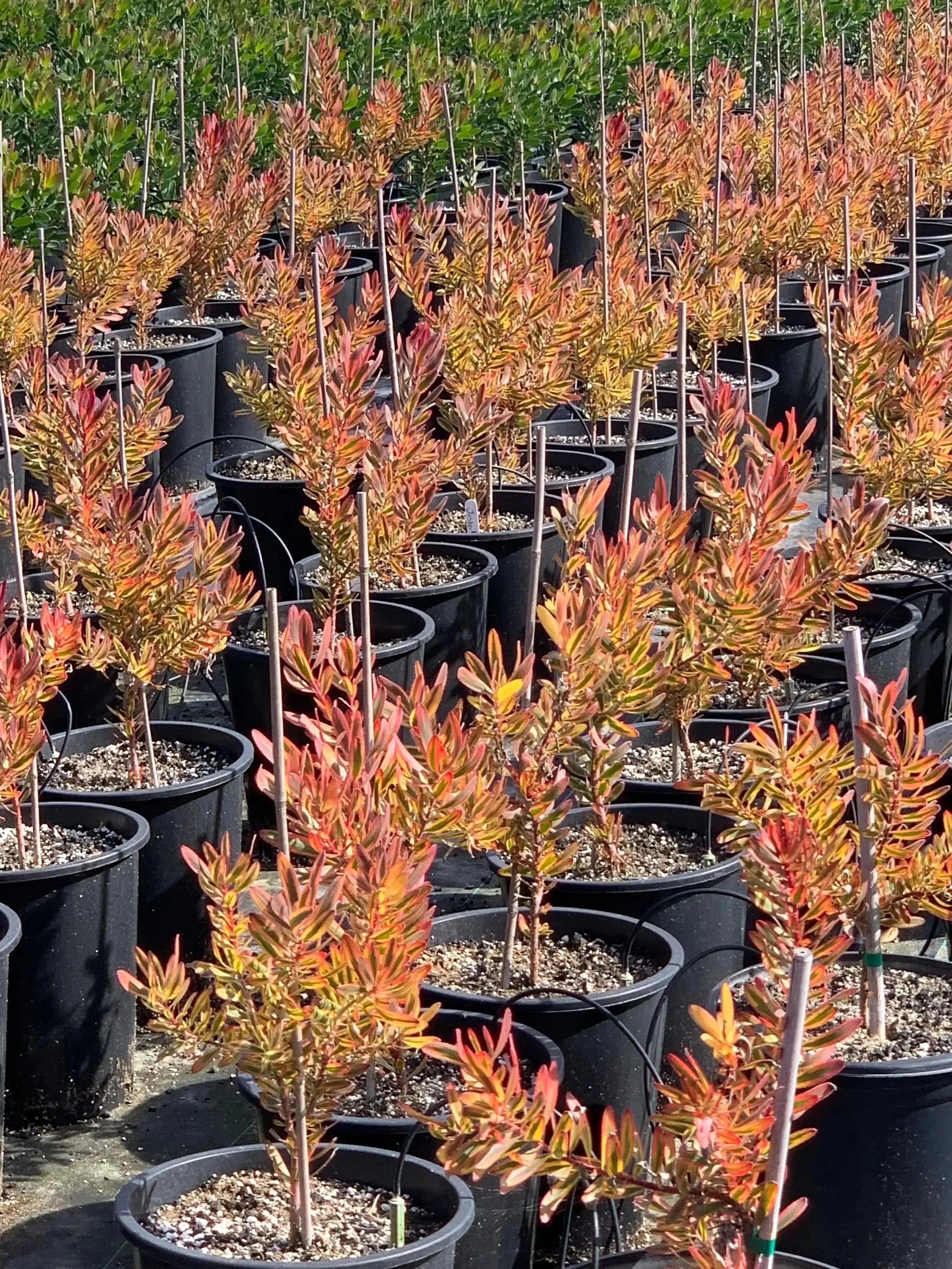 Leucadendron Jester plants with colorful foliage in black nursery pots outdoors