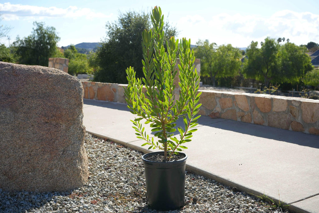 Leucadendron Safari Gold Strike plant in a black pot outdoors on a sunny day