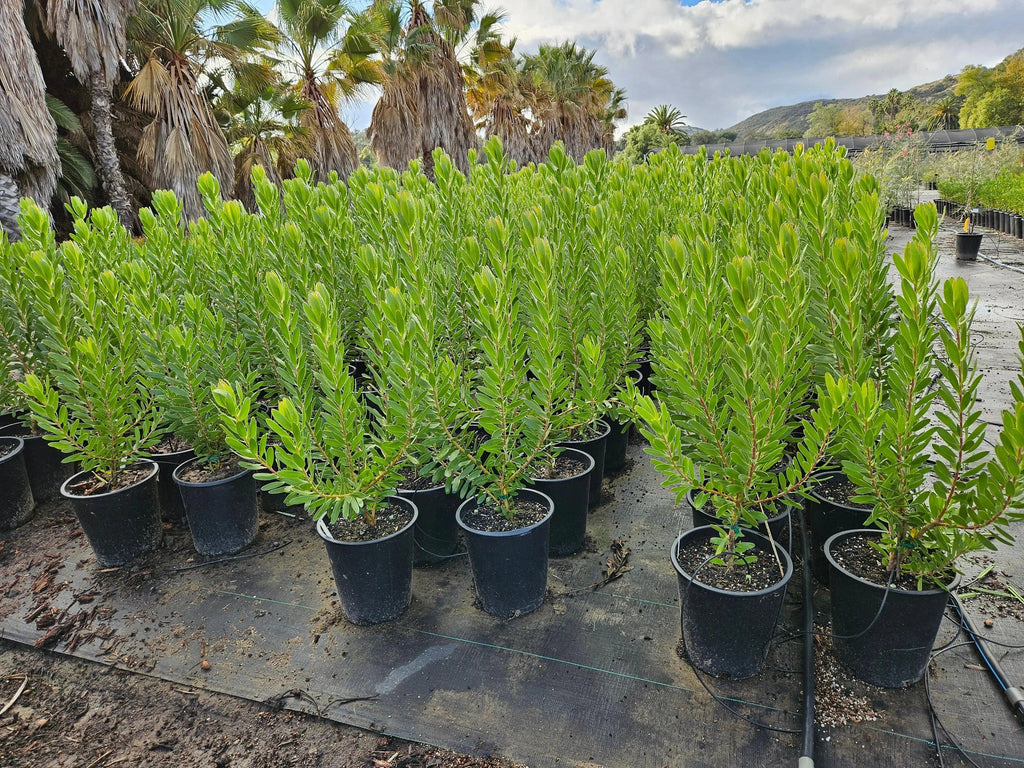 Leucadendron Safari Goldstrike protea plants with vibrant green foliage in nursery pots outdoors
