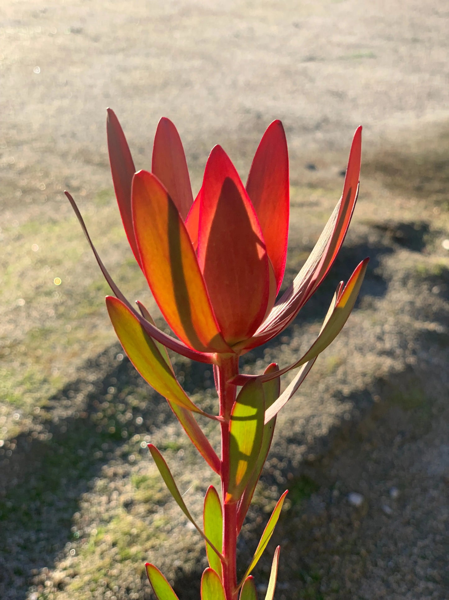 Leucadendron Safari Sunset | burgundy foliage, matures in orange-red-yellow - Bonte Farm