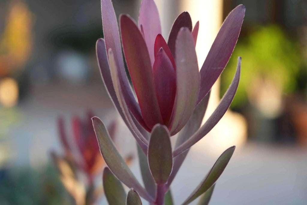 Leucadendron Safari Sunset with vibrant red leaves, drought-tolerant garden plant