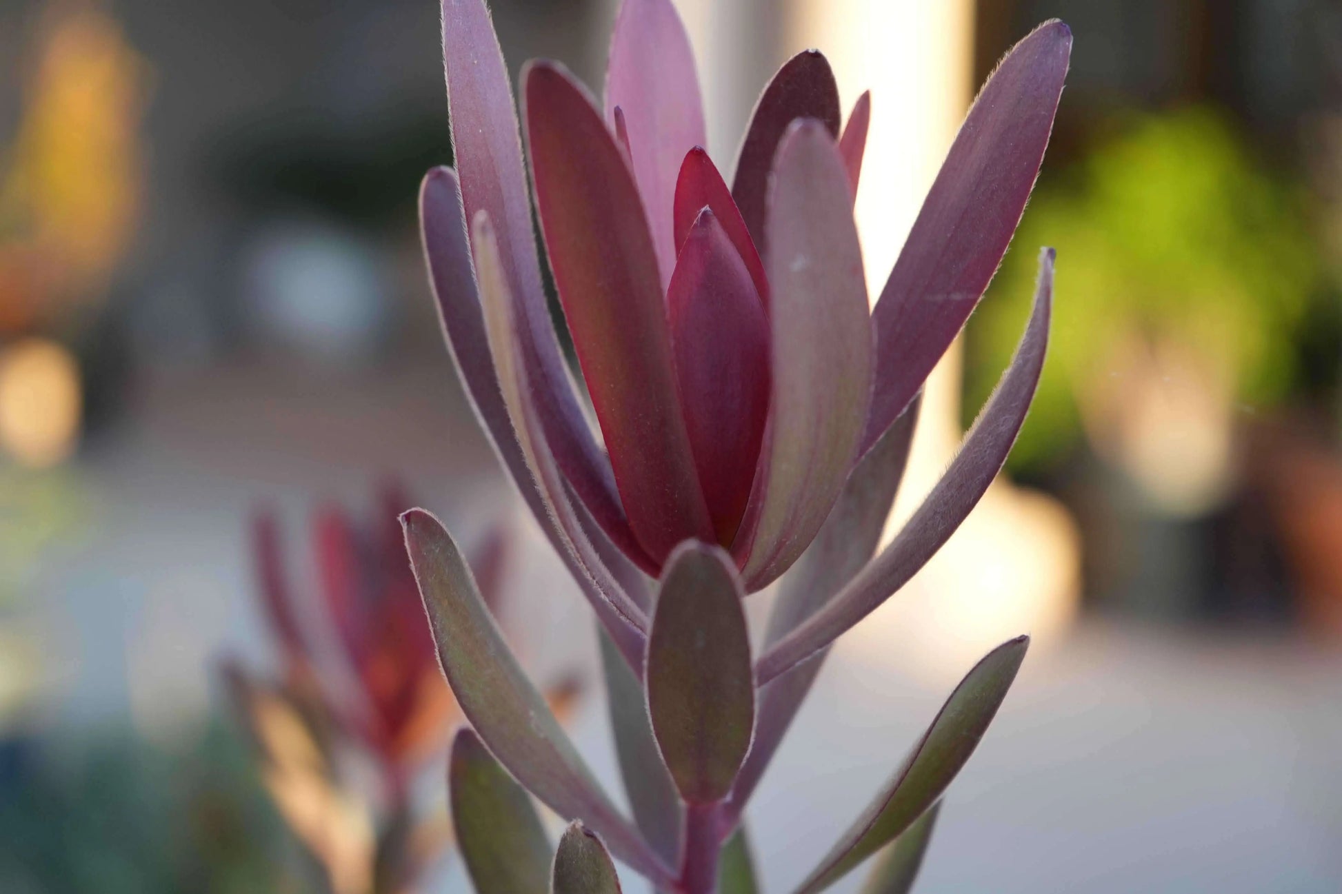 Leucadendron Safari Sunset | burgundy foliage, matures in orange-red-yellow - Bonte Farm