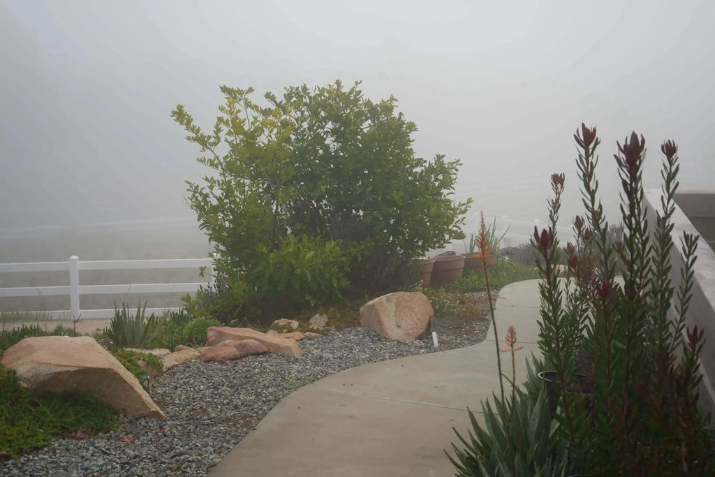 Leucadendron Safari Sunset plants with red buds in a misty, landscaped garden with rocks and gravel