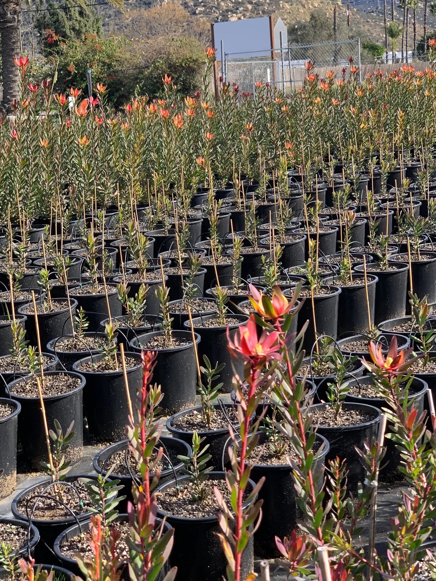 Leucadendron Safari Sunset | burgundy foliage, matures in orange-red-yellow - Bonte Farm