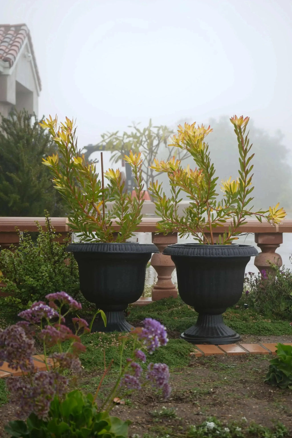 Leucadendron Wilson Wonder evergreen shrubs with yellow foliage in black planters outdoors