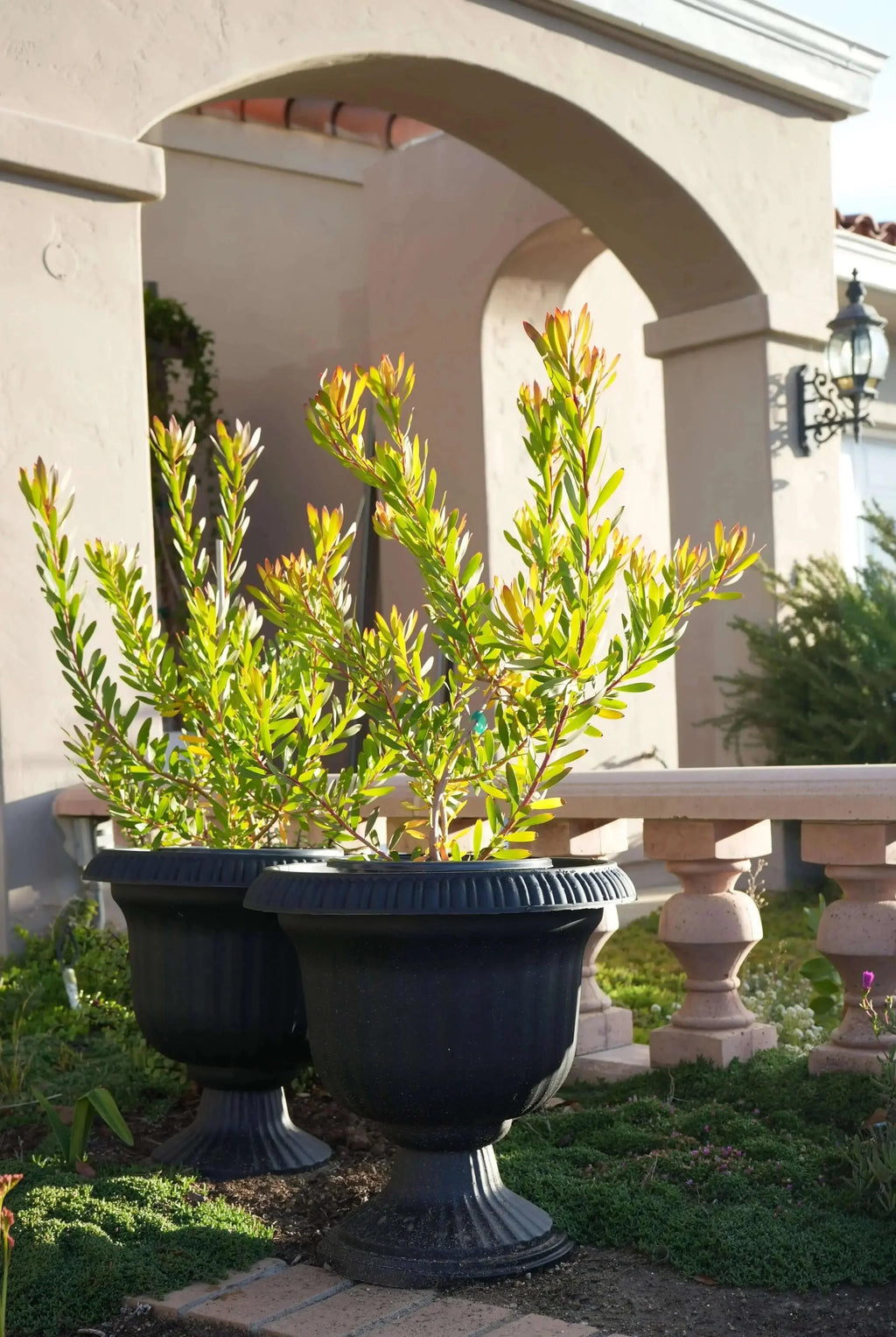 Leucadendron Wilson Wonder evergreen shrubs in black pots on a sunny patio garden