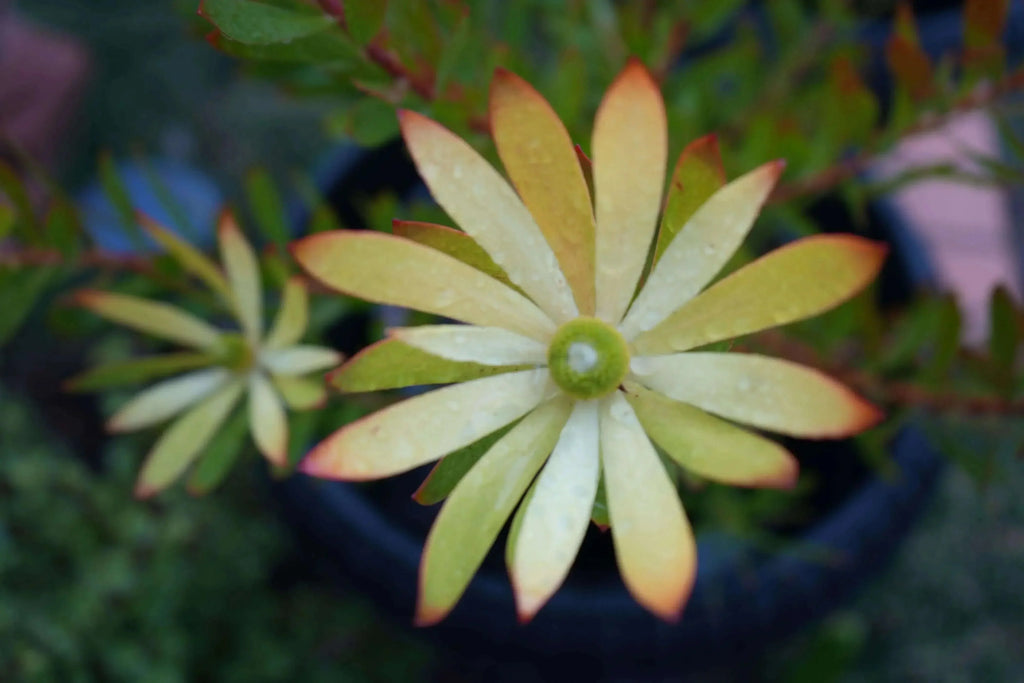 Leucadendron Wilson Wonder plant with yellow-green pointed leaves and red tips in a garden pot
