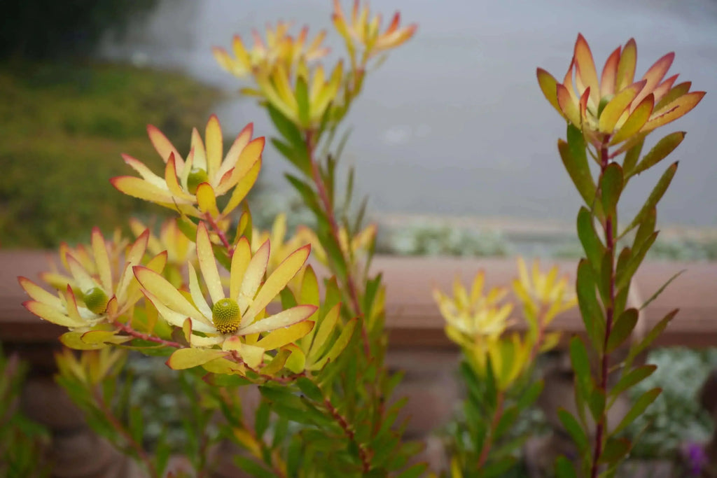 Leucadendron Wilson Wonder evergreen shrub with yellow and red-tipped foliage outdoors