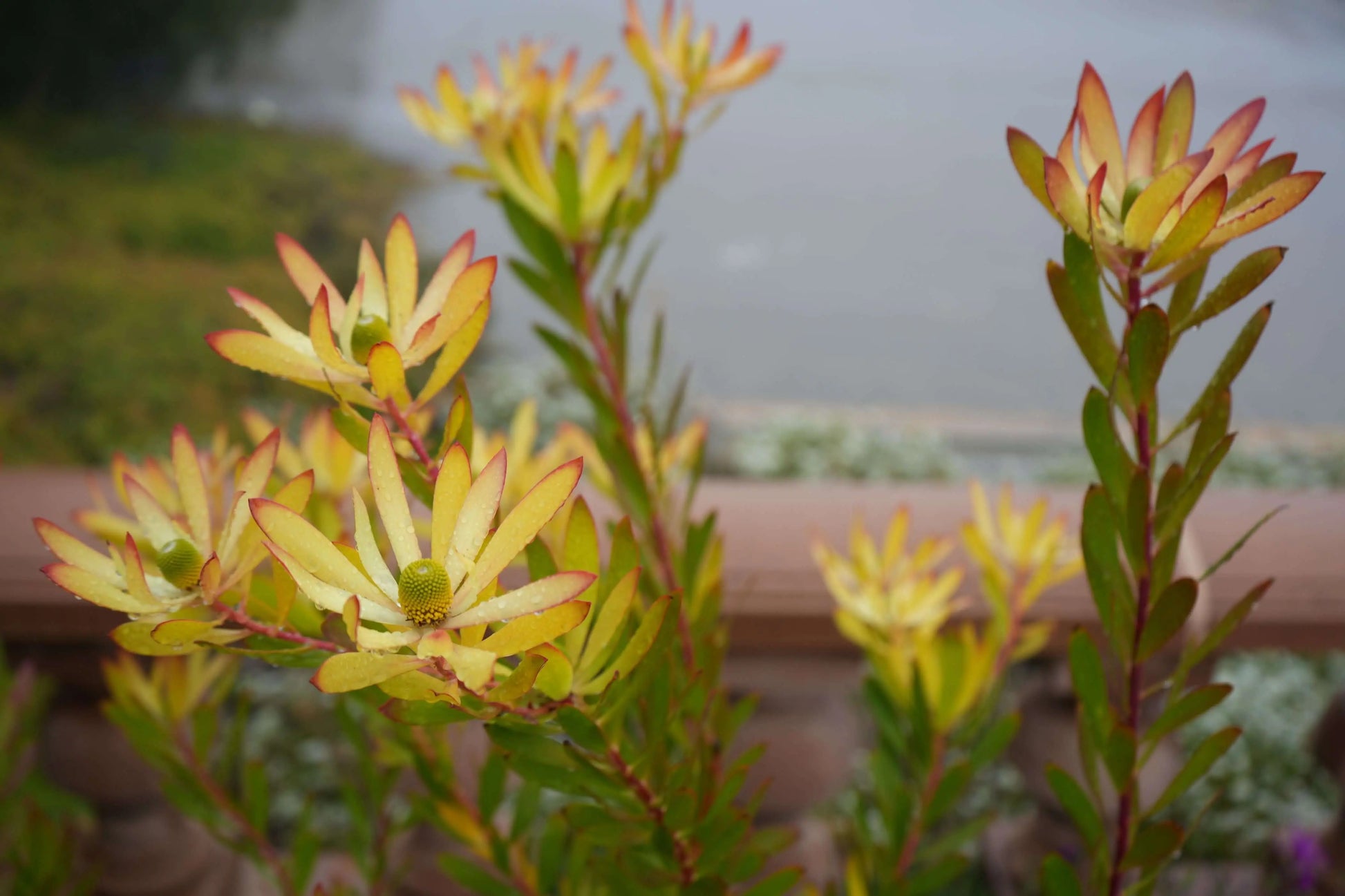 LEUCADENDRON 'Wilson Wonder' - Unique Evergreen Shrub for Stunning Landscapes - Bonte Farm