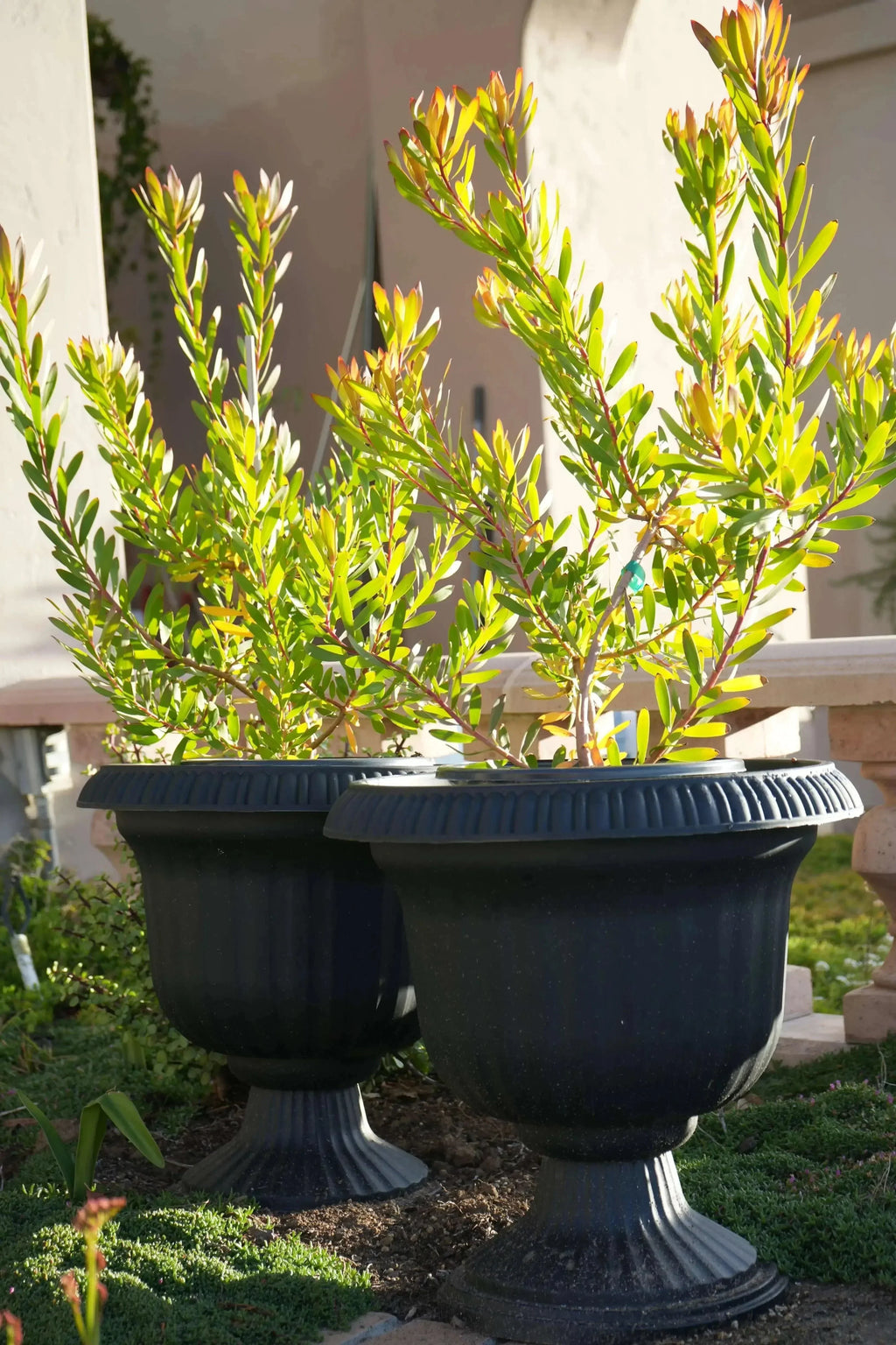 Leucadendron Wilson Wonder evergreen shrubs in black pots outdoors, vibrant green foliage