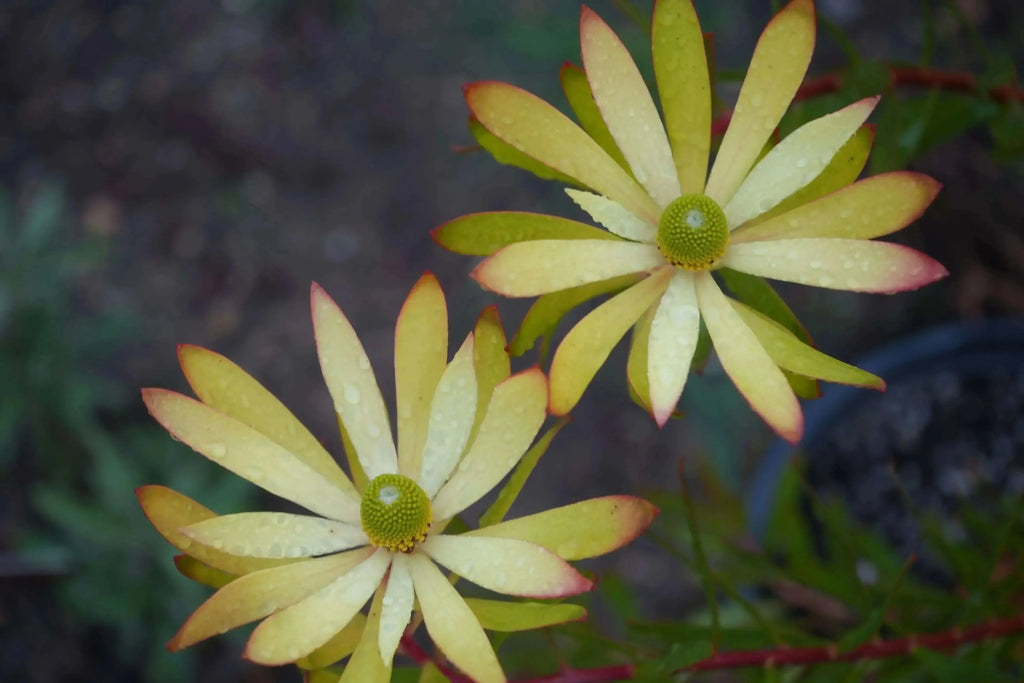 Leucadendron Wilson Wonder evergreen shrub with yellow-green flowers and red tips