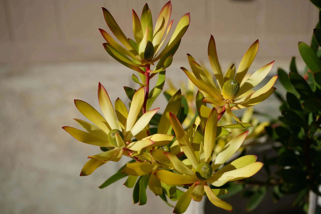 Leucadendron Wilson Wonder evergreen shrub with yellow bracts and red-tipped leaves outdoors