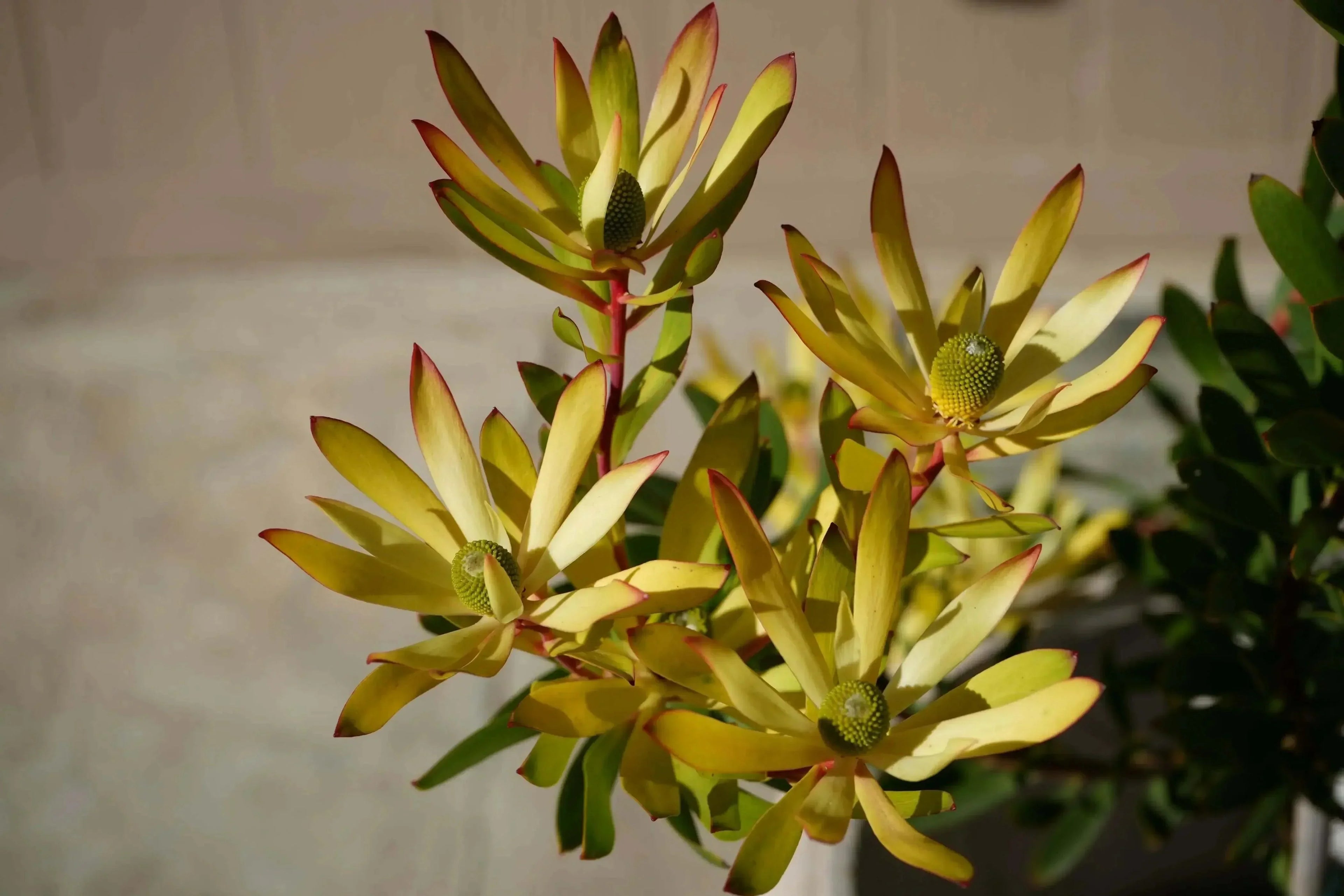 Leucadendron Wilson Wonder evergreen shrub with yellow bracts and red-tipped leaves outdoors