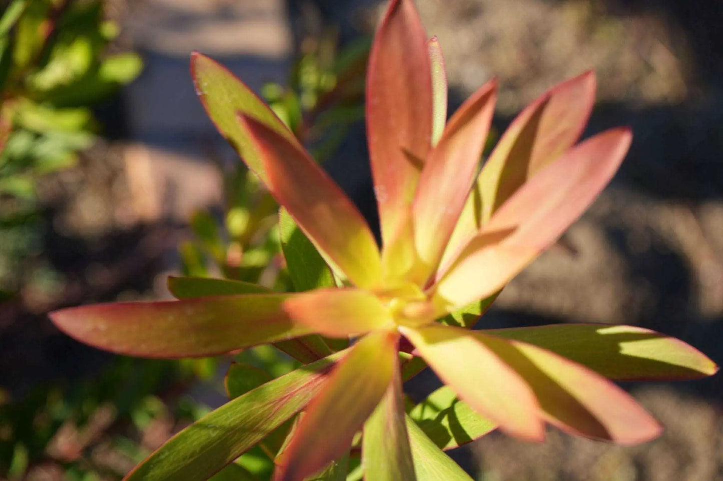 LEUCADENDRON 'Wilson Wonder' - Unique Evergreen Shrub for Stunning Landscapes - Bonte Farm