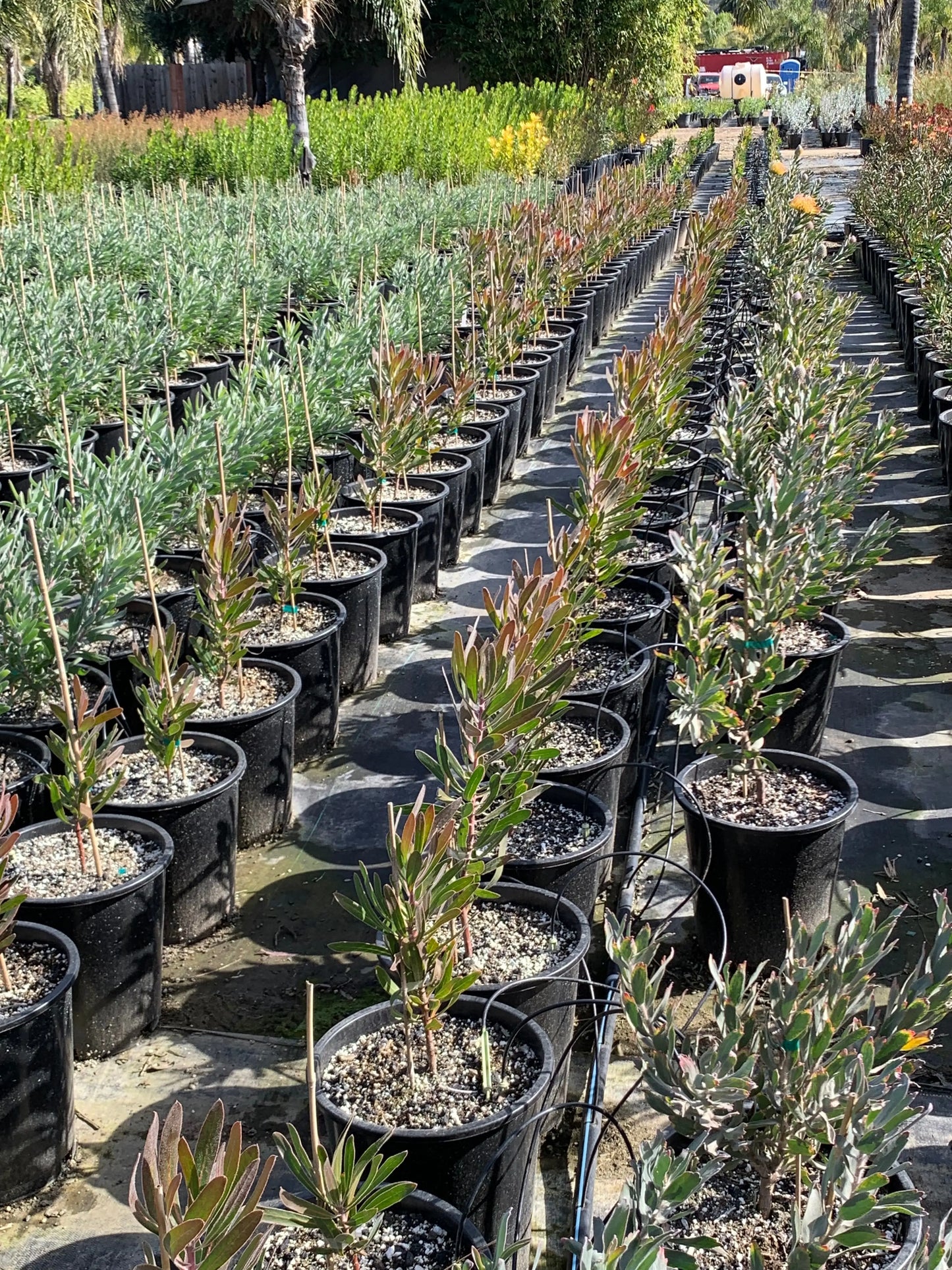 LEUCOSPERMUM Hawaiian: Exotic and Vibrant Flowering Shrub for Your Garden My Store