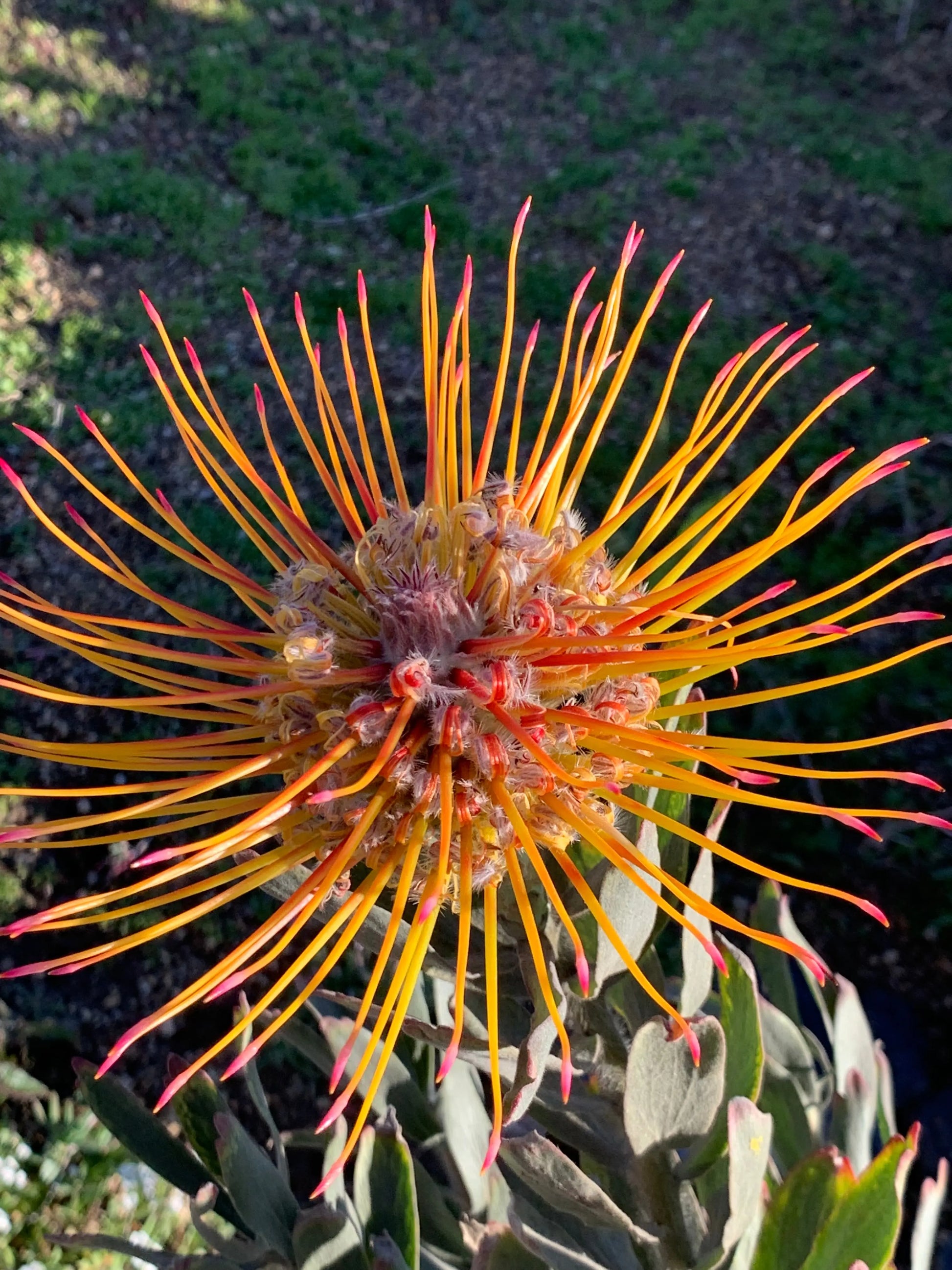 LEUCOSPERMUM 'Hawaiian Yellow': Exotic and Vibrant Flowering Protea Plants My Store