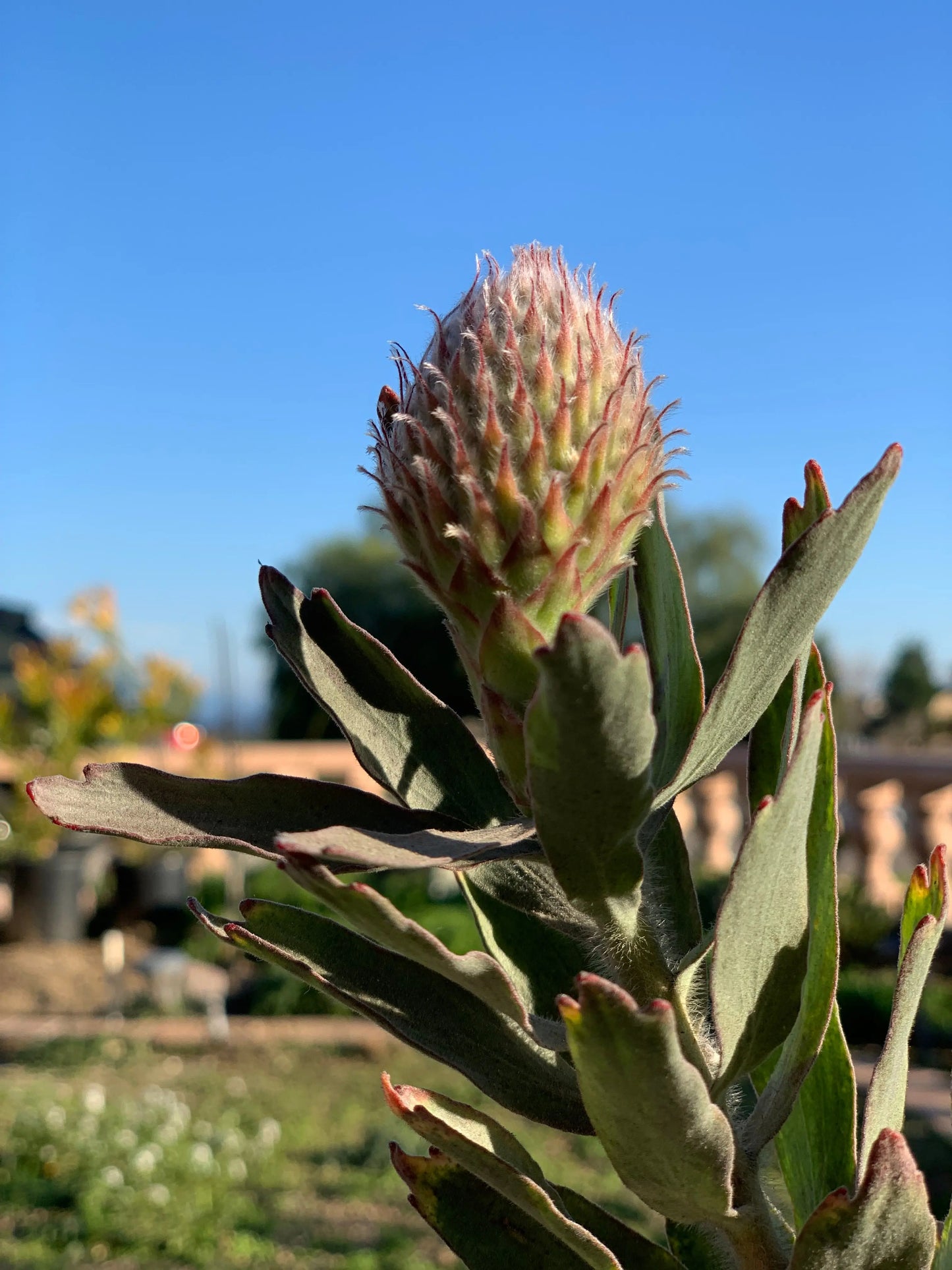 LEUCOSPERMUM 'Hawaiian Yellow': Exotic and Vibrant Flowering Protea Plants My Store