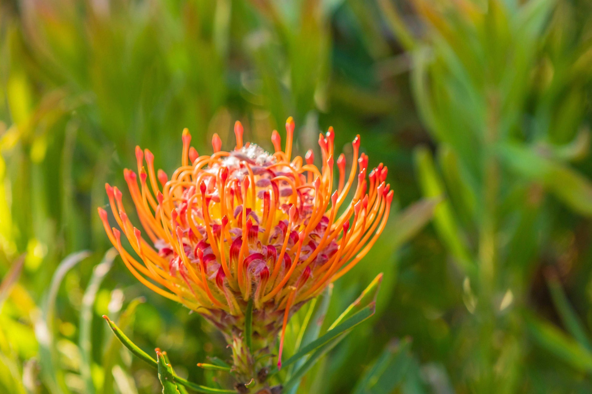 LEUCOSPERMUM 'Sunrise' Plant - Hardy, Low-Maintenance Beauty - Bonte Farm