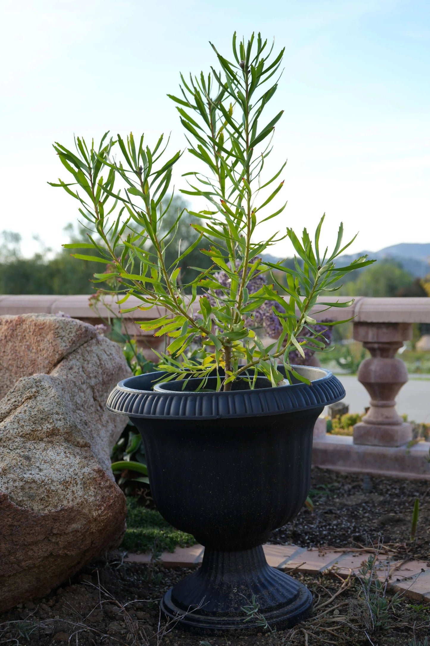 LEUCOSPERMUM 'Tango' - Exotic and Vibrant! - Bonte Farm