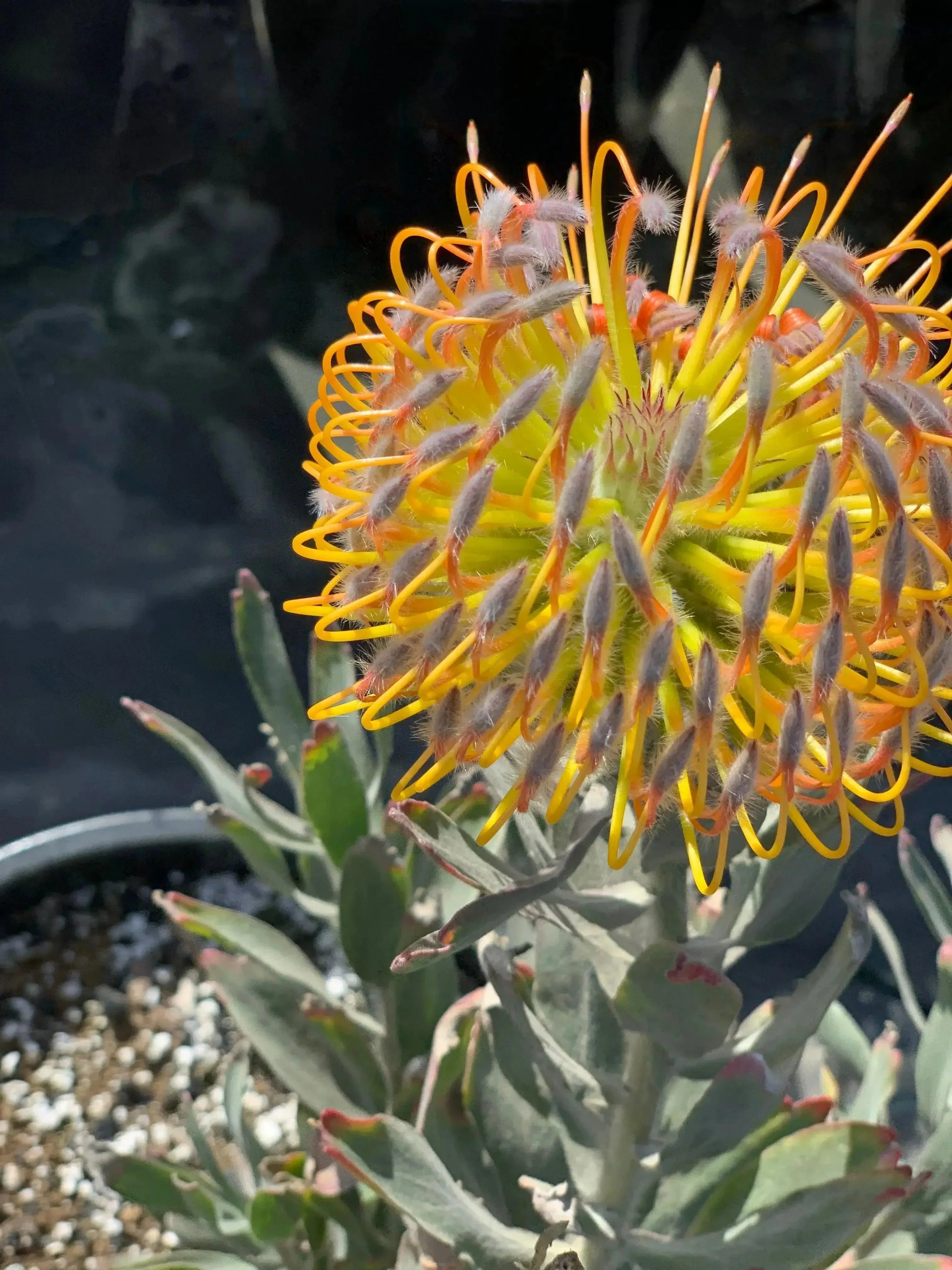 Leucospermum cuneiforme: A Golden Delight of Brightness – Bonte Farm