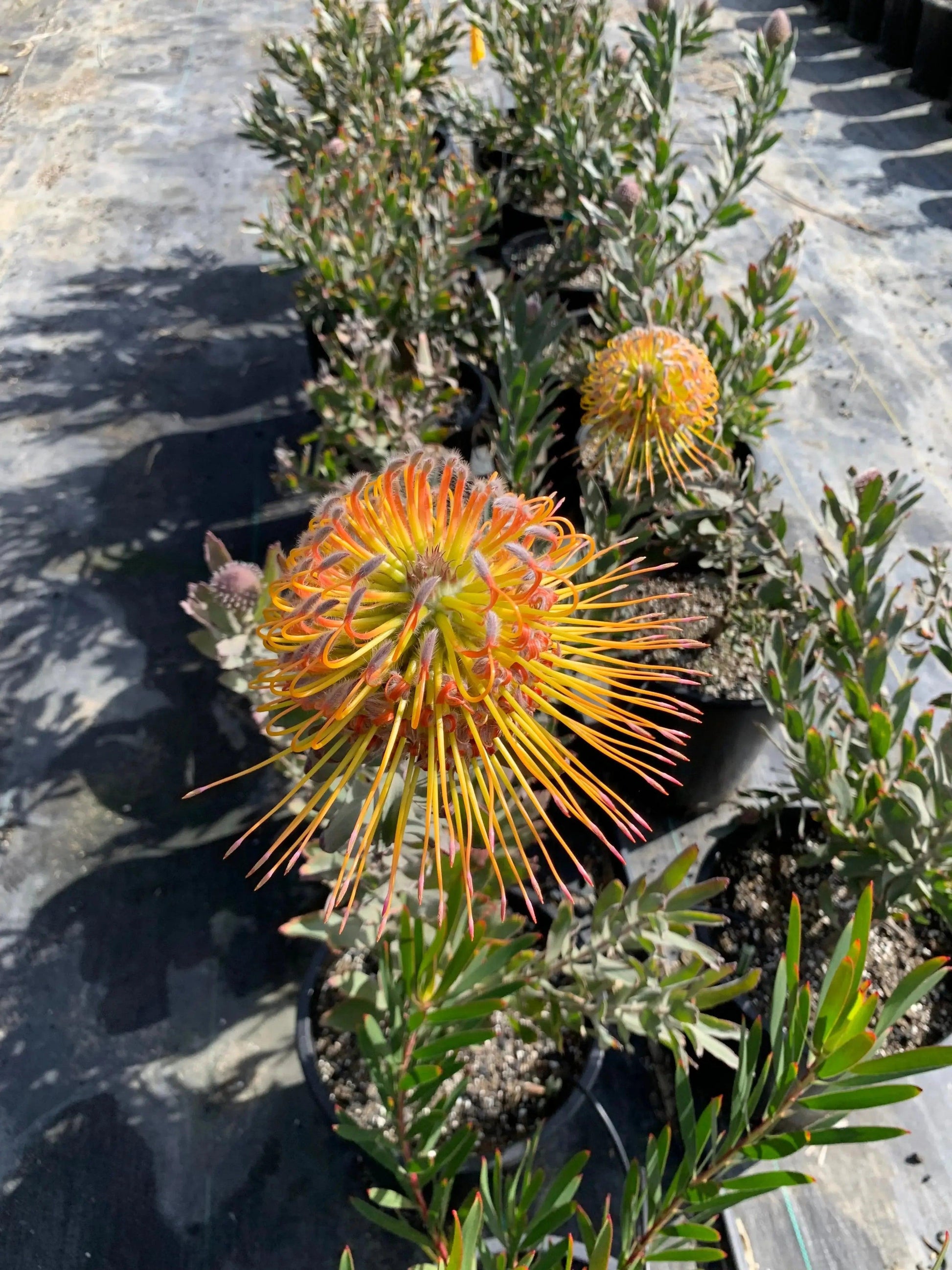 Leucospermum gueinzii: A Spiky Sensation, Red Orange Pincushion – Bonte ...