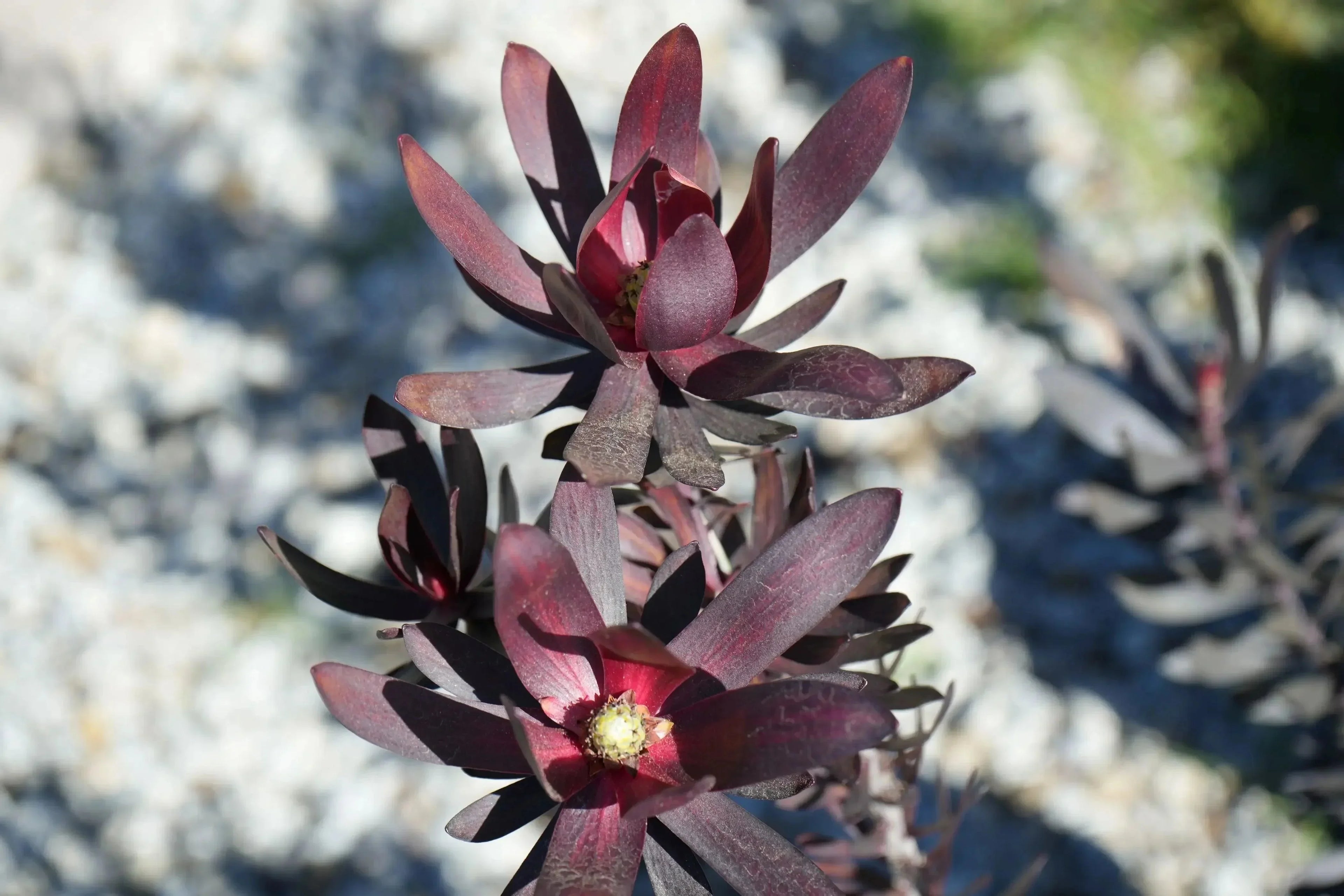 Leucadendron Ebony plant with burgundy-tinged leaves in outdoor sunlight