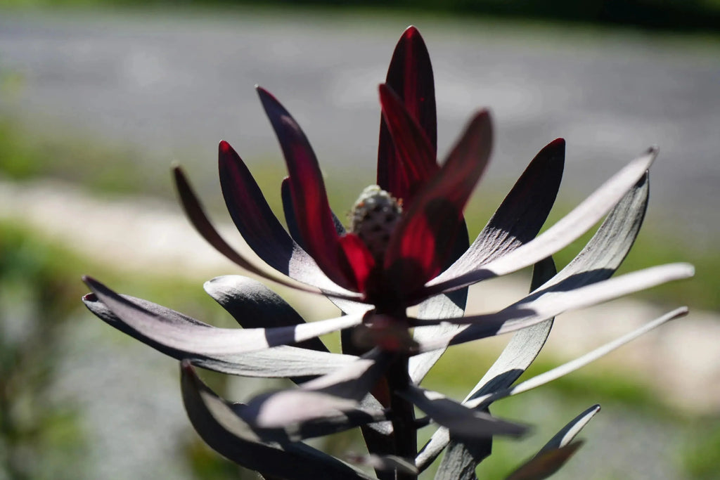 Leucadendron Ebony plant with burgundy-tinted leaves outdoors, protea family.