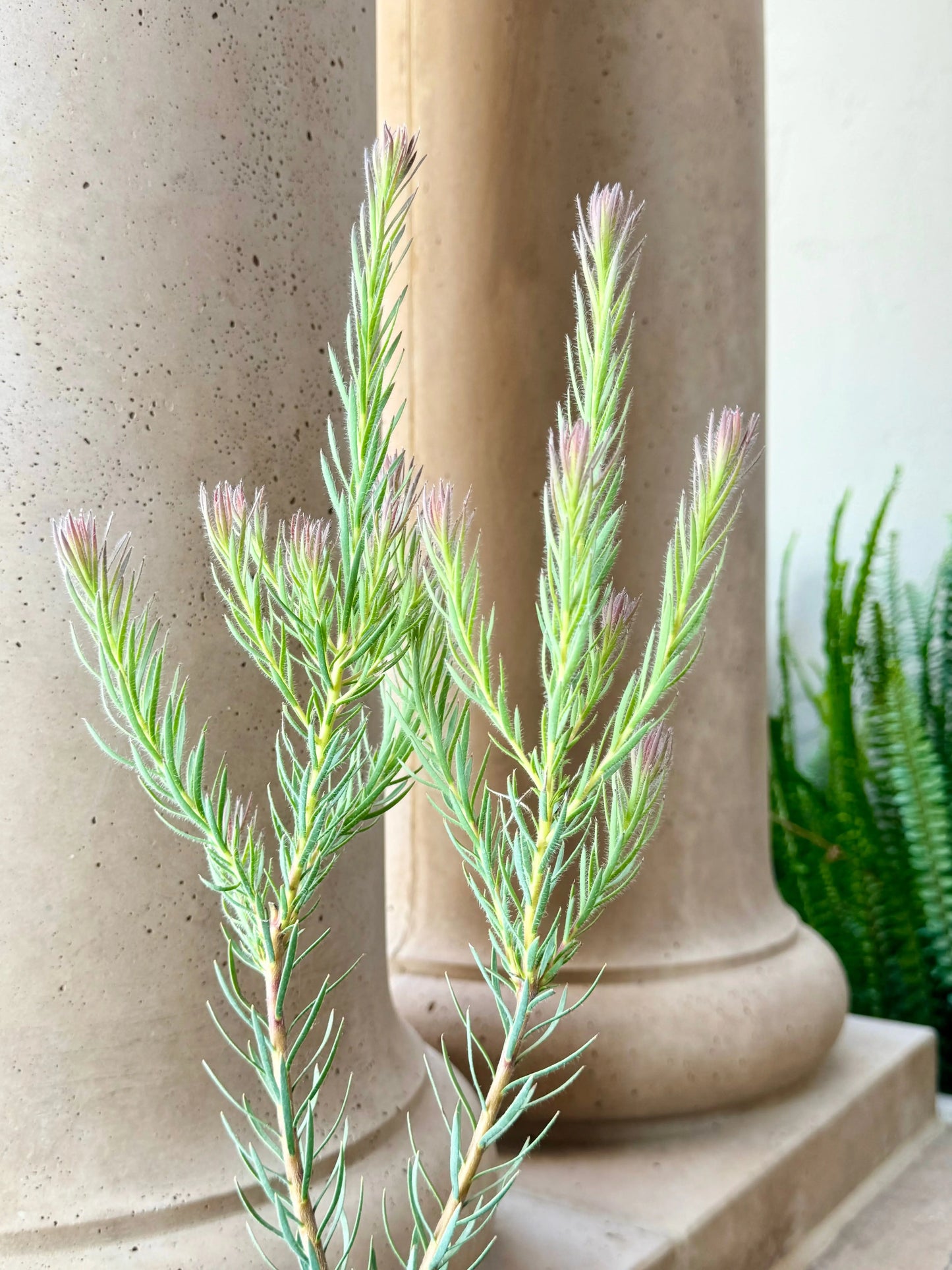 Leucadendron Jubilee Crown Bonte Farm