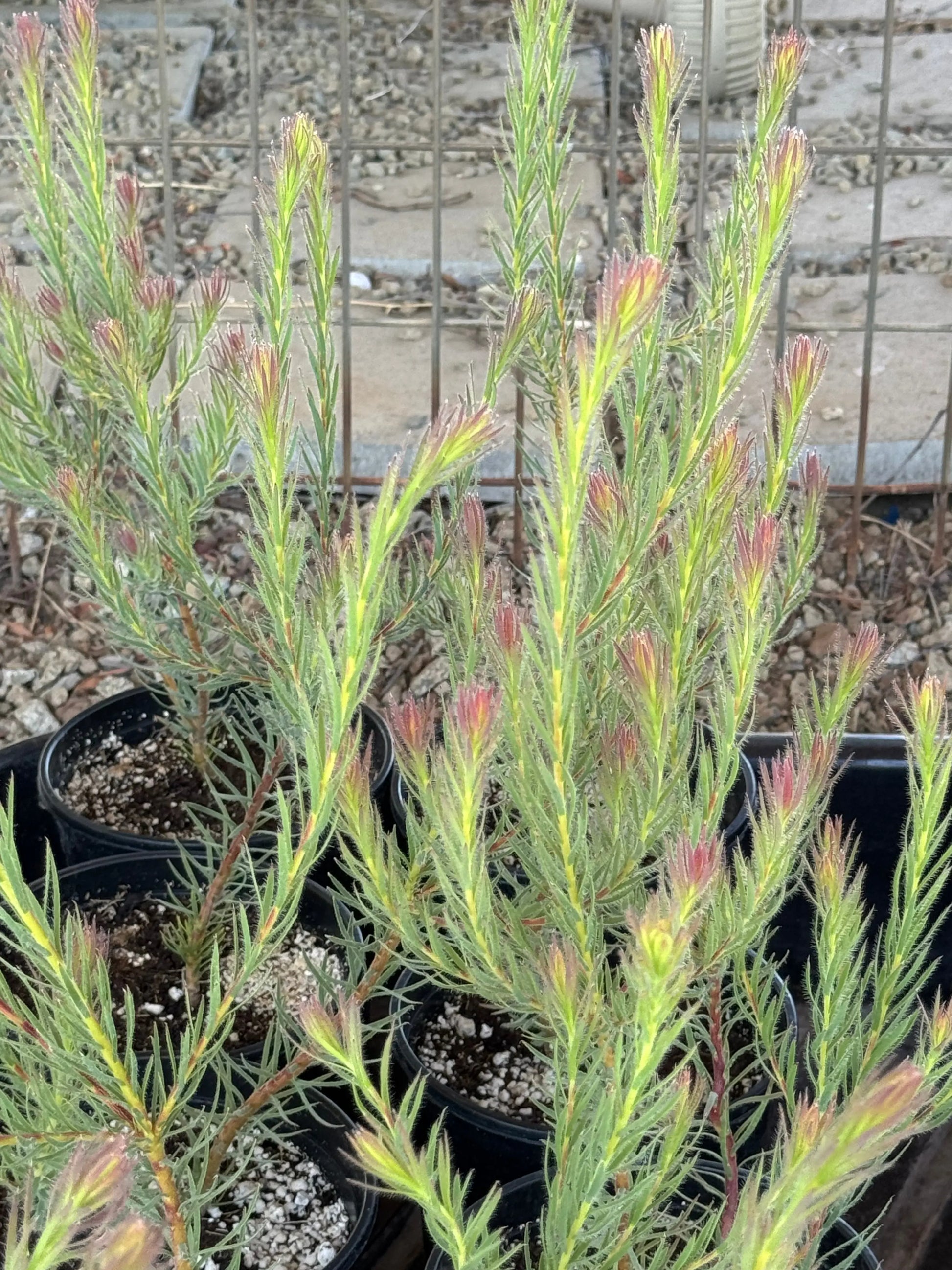 Leucadendron Jubilee Crown Bonte Farm