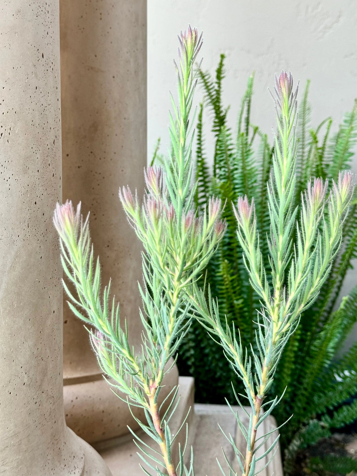 Leucadendron Jubilee Crown Bonte Farm