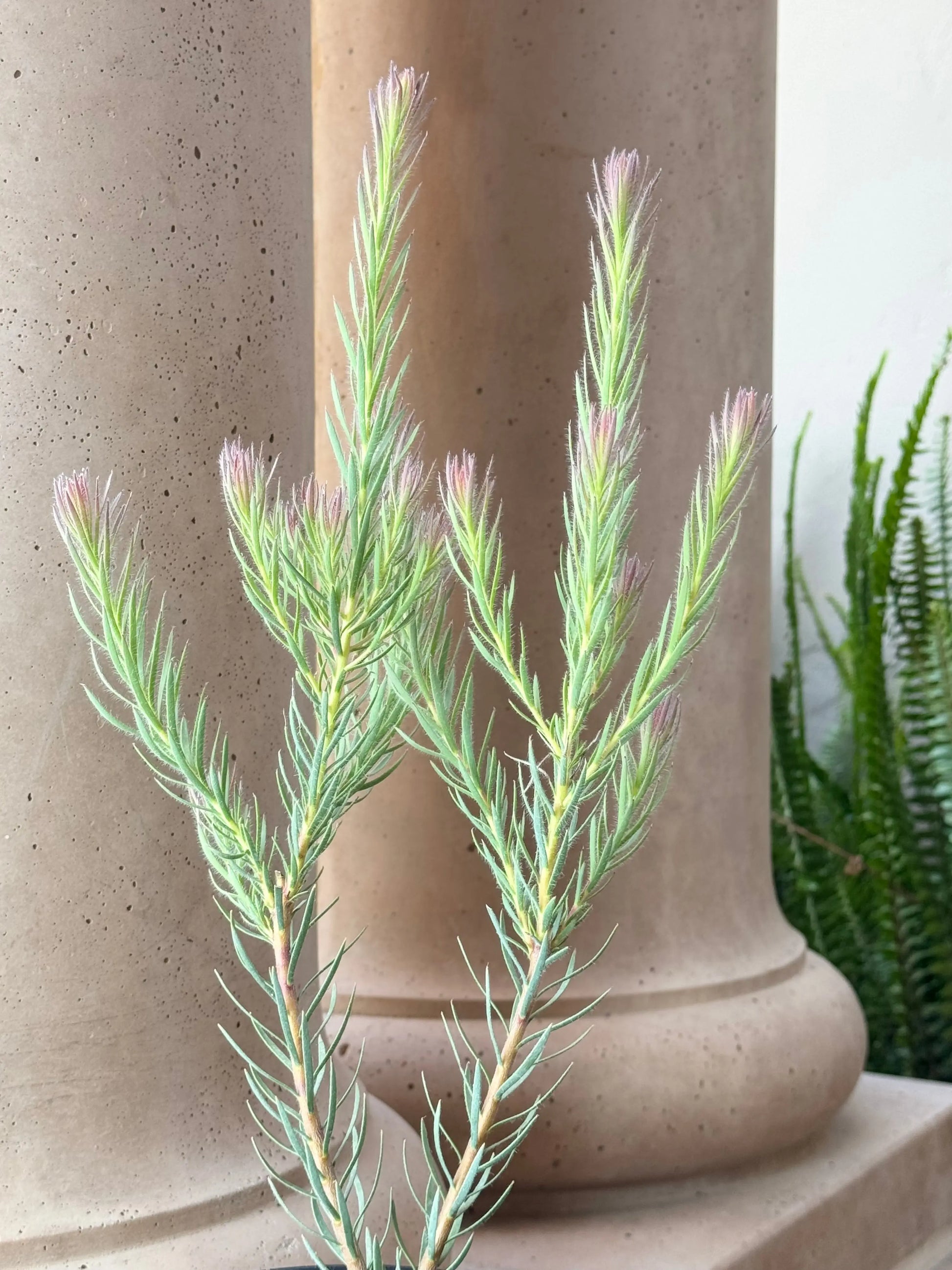 Leucadendron Jubilee Crown Bonte Farm