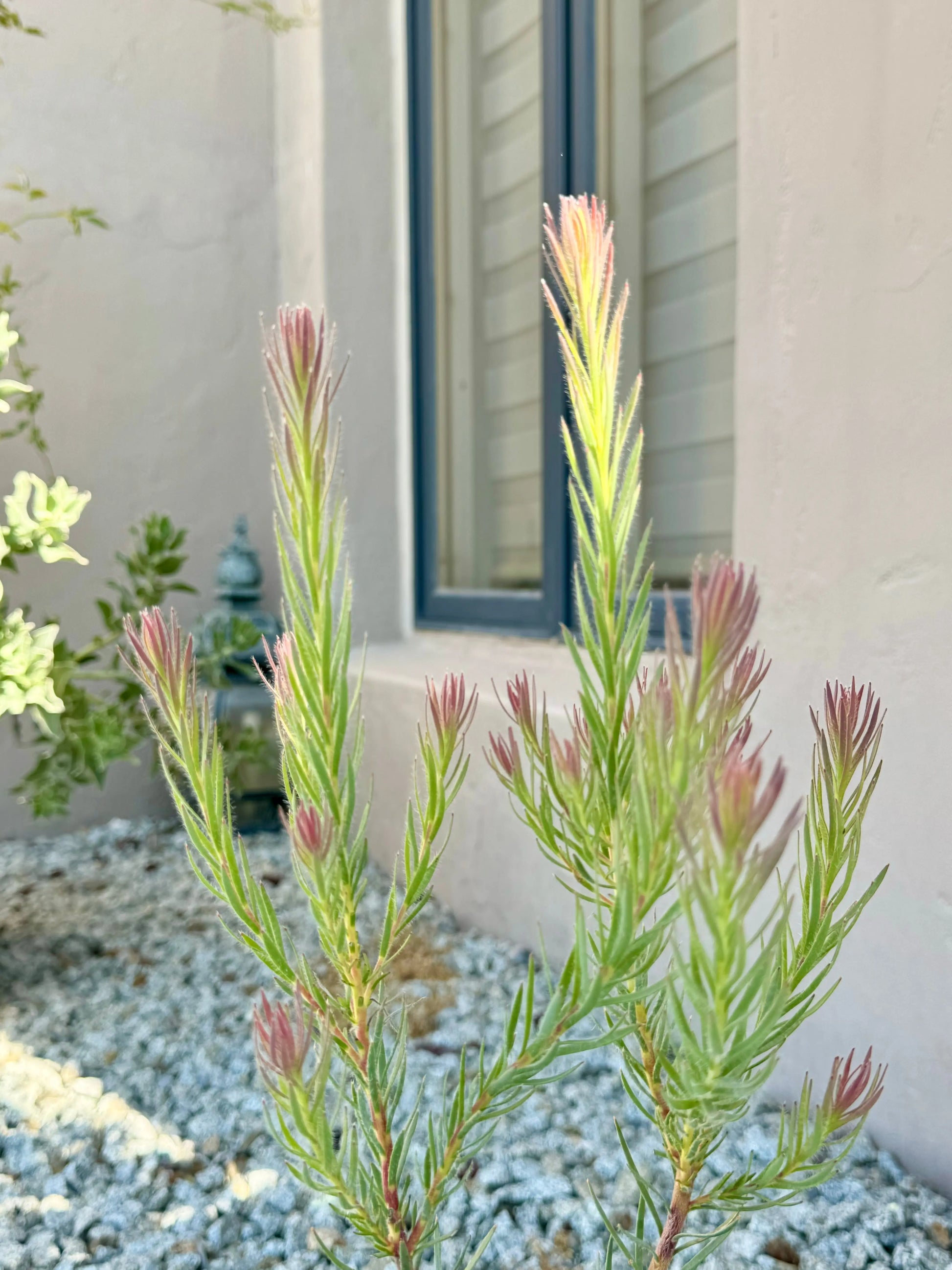 Leucadendron Jubilee Crown Bonte Farm