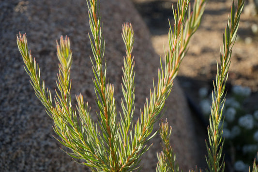 Leucadendron Jubilee Crown: A Royal Treat for Your Garden Bonte Farm