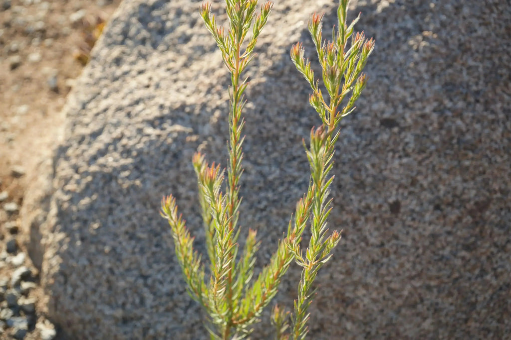 Leucadendron Jubilee Crown plant with slender green stems and red tips in rocky soil