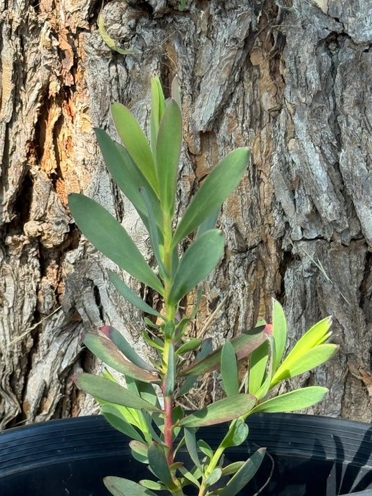 Leucadendron 'Hawaii Magic' | easy care plant, cone-shaped burgundy yellow flowers - protea plants My Store