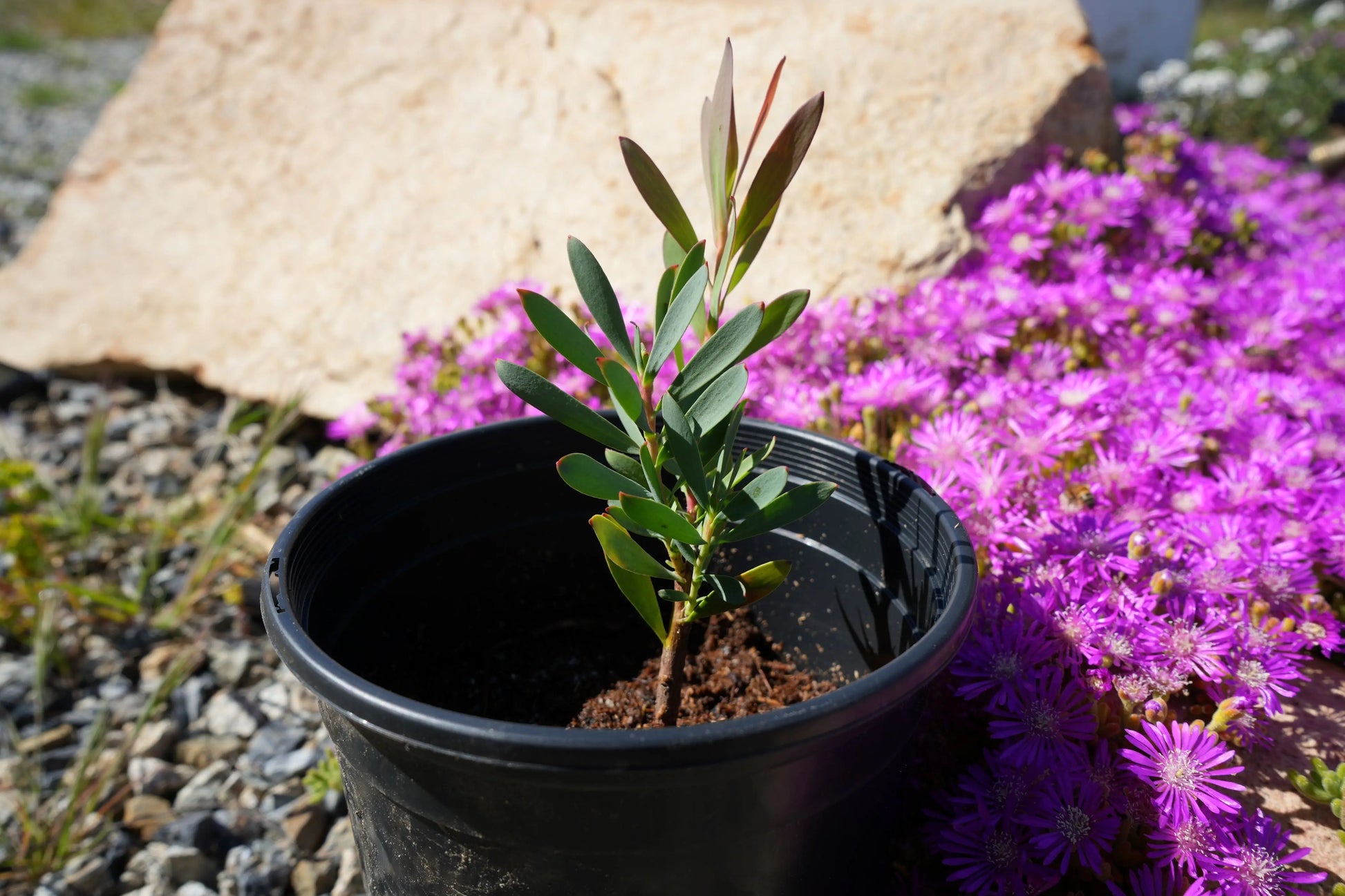 Leucadendron 'Hawaii Magic' | easy care plant, cone-shaped yellow flowers - protea plants My Store