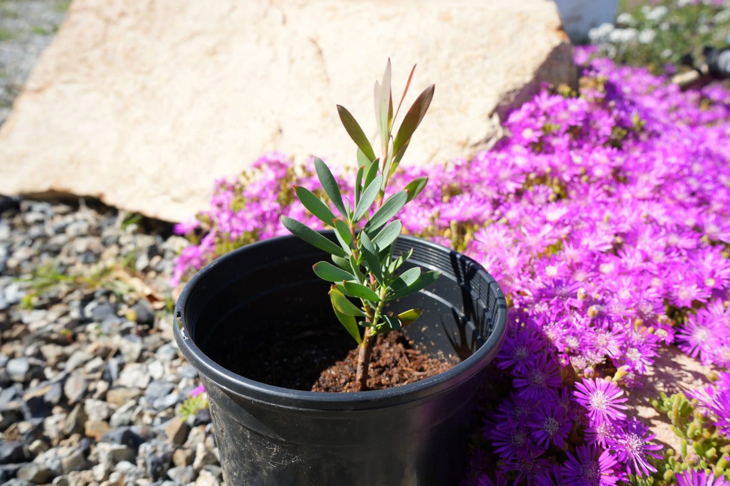 Leucadendron 'Hawaii Magic' | easy care plant, cone-shaped yellow flowers - protea plants My Store