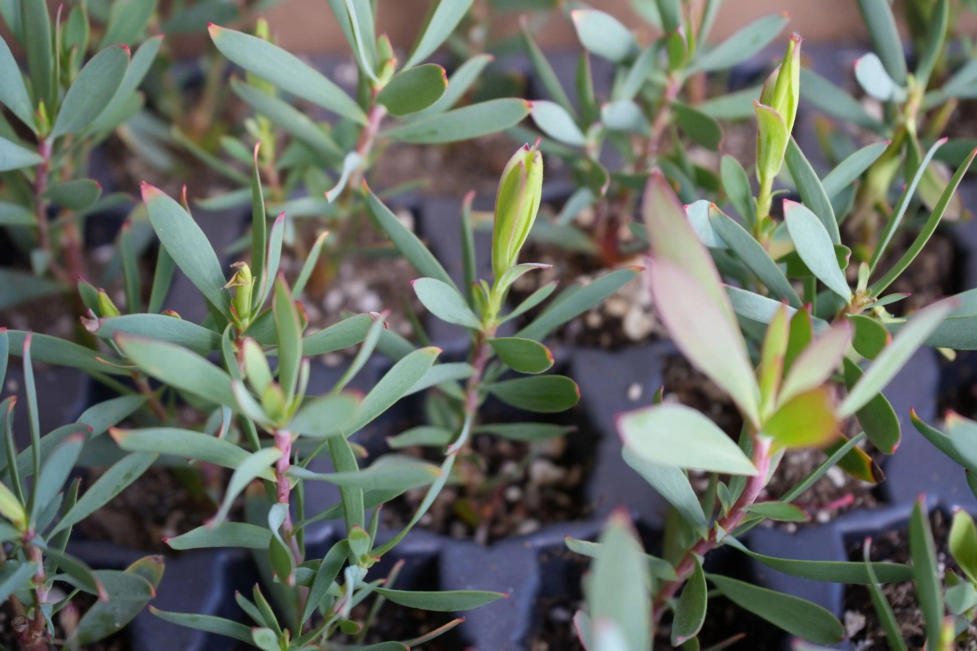 Leucadendron 'Hawaii Magic' | protea plants My Store