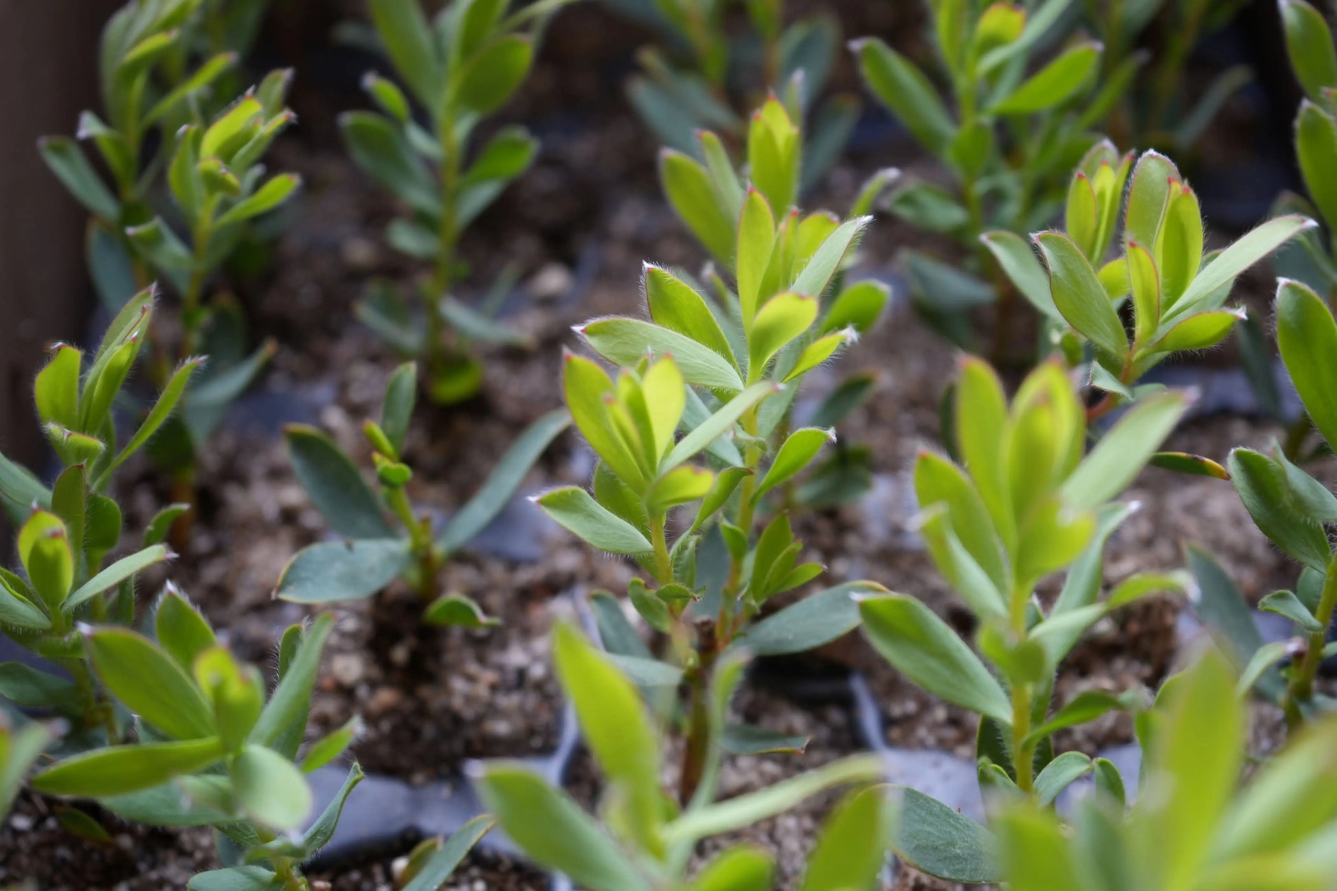 Leucadendron 'Hawaii Sunrise' | protea plants My Store