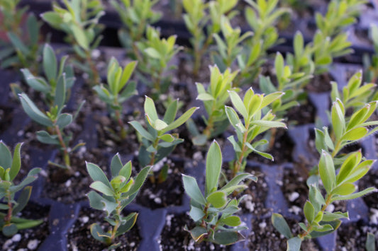 Leucadendron 'Hawaii Sunrise' | protea plants My Store